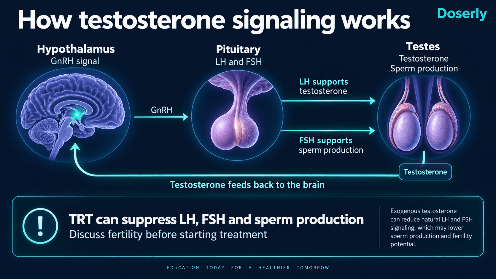 Testosterone feedback between the hypothalamus, pituitary and testes, showing how TRT can suppress sperm production.