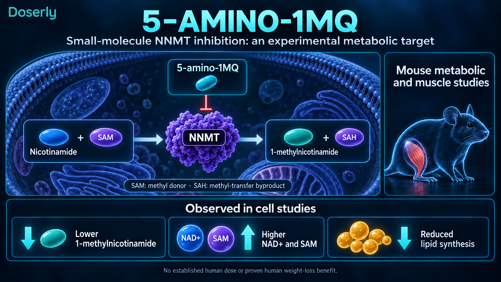 Inhibition expérimentale de NNMT par le 5-amino-1MQ, réaction métabolique et résultats obtenus sur des cellules et des souris.