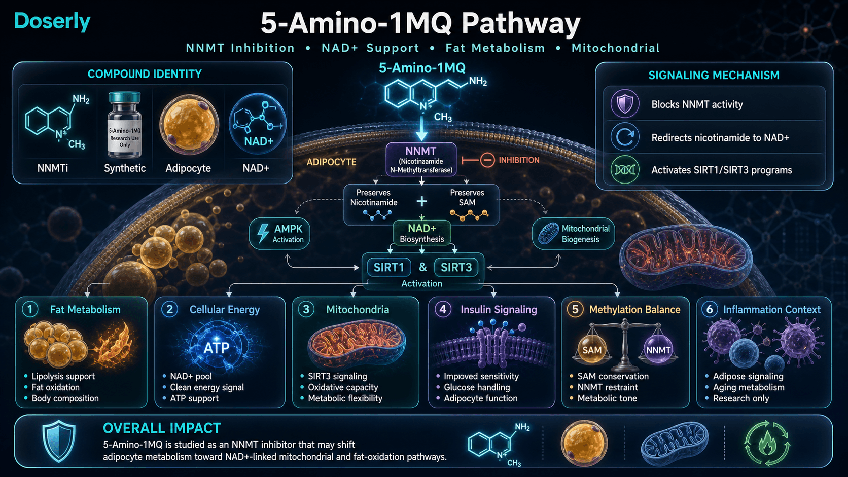 5-Amino-1MQ pathway infographic showing NNMT inhibition, nicotinamide redirection toward NAD plus, SIRT1 and SIRT3 signaling, mitochondrial support, adipocyte fat metabolism, insulin signaling, and methylation balance.