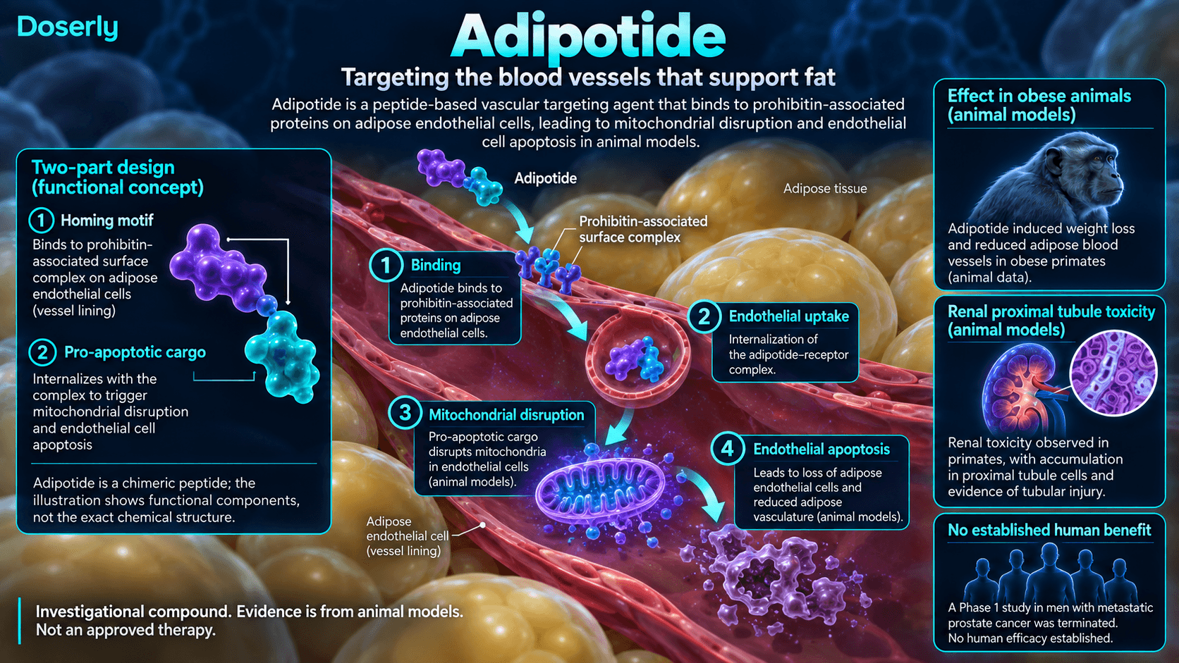 Schéma de recherche sur l’adipotide : ciblage des vaisseaux du tissu adipeux, perturbation mitochondriale et limites des études animales.