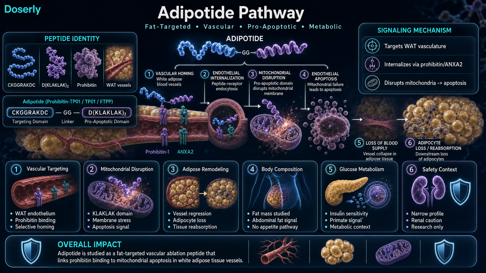 Adipotide pathway infographic showing prohibitin and annexin A2 targeting on white adipose tissue vasculature, mitochondrial membrane disruption, endothelial apoptosis, adipose remodeling, metabolic effects, and safety context.
