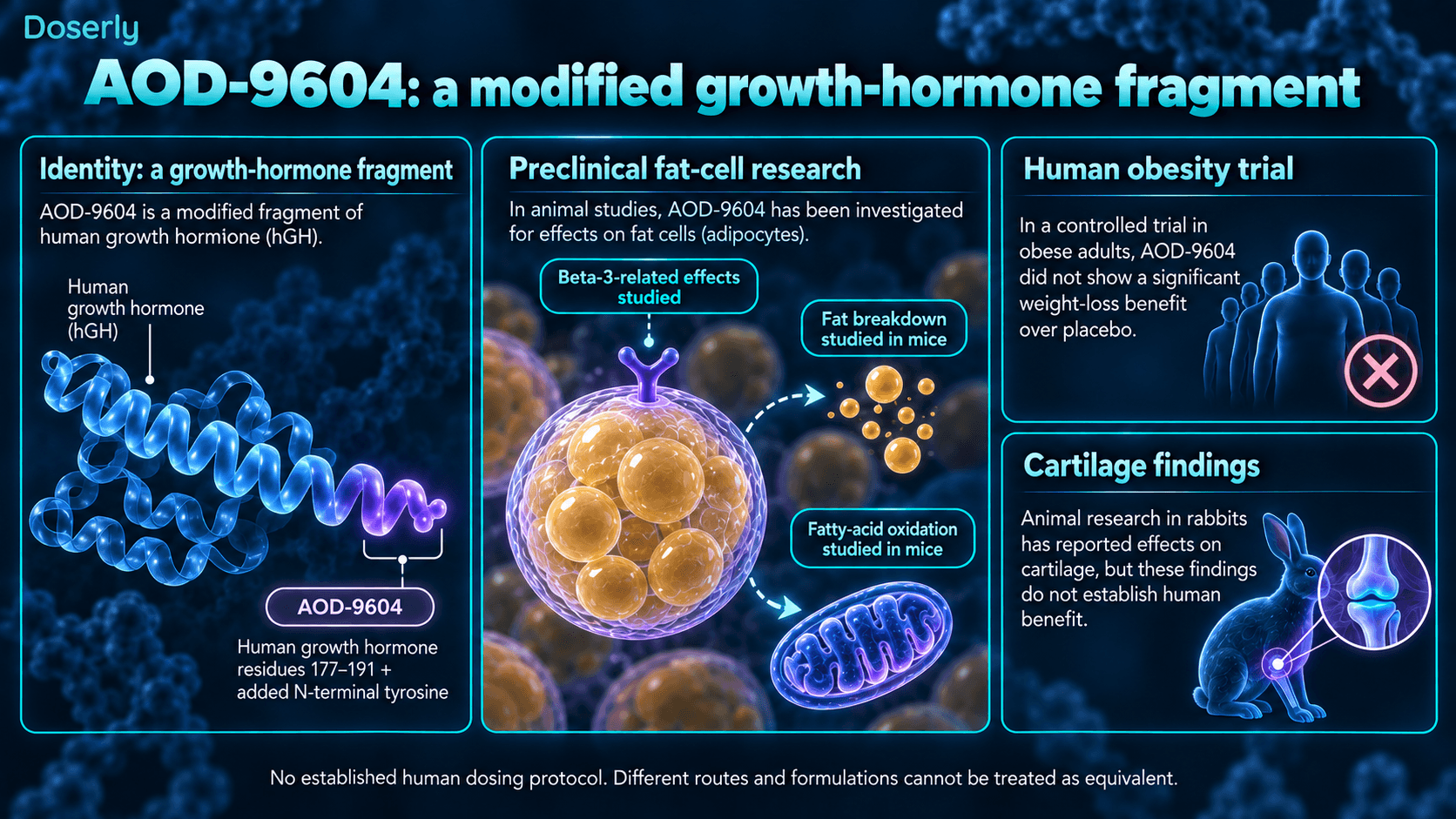 Identité du fragment d’hormone de croissance AOD-9604, résultats animaux sur les cellules graisseuses et le cartilage, et absence de bénéfice significatif dans un essai humain sur l’obésité.