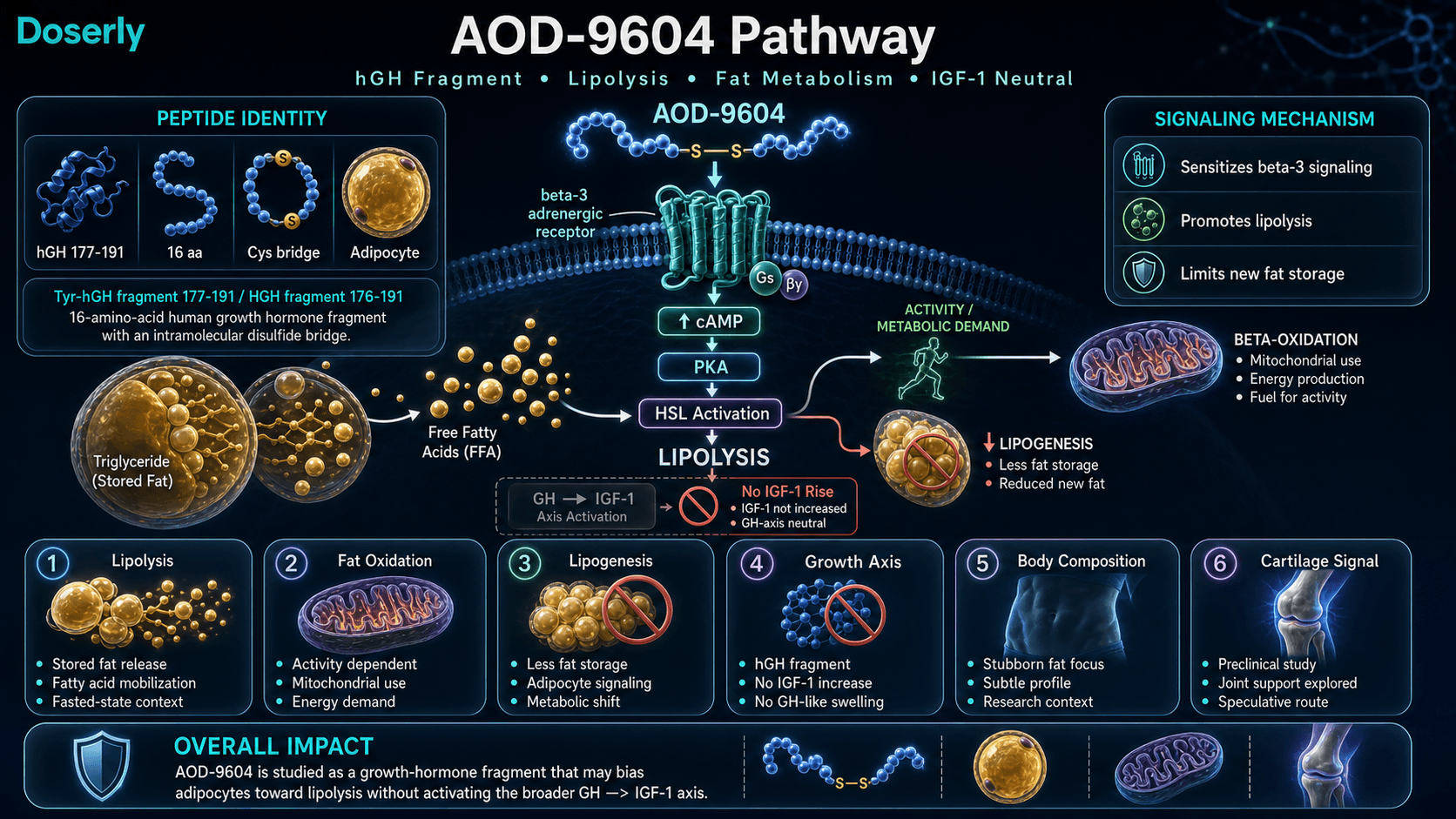AOD-9604 pathway infographic showing hGH fragment identity, beta-3 adrenergic adipocyte signaling, lipolysis, fatty acid oxidation, reduced lipogenesis, IGF-1 neutral profile, and cartilage research context.