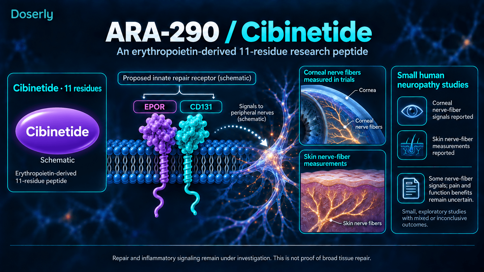 Récepteur de réparation EPOR–CD131 proposé pour le cibinétide et mesures des fibres nerveuses cornéennes et cutanées dans des études humaines exploratoires sur la neuropathie.