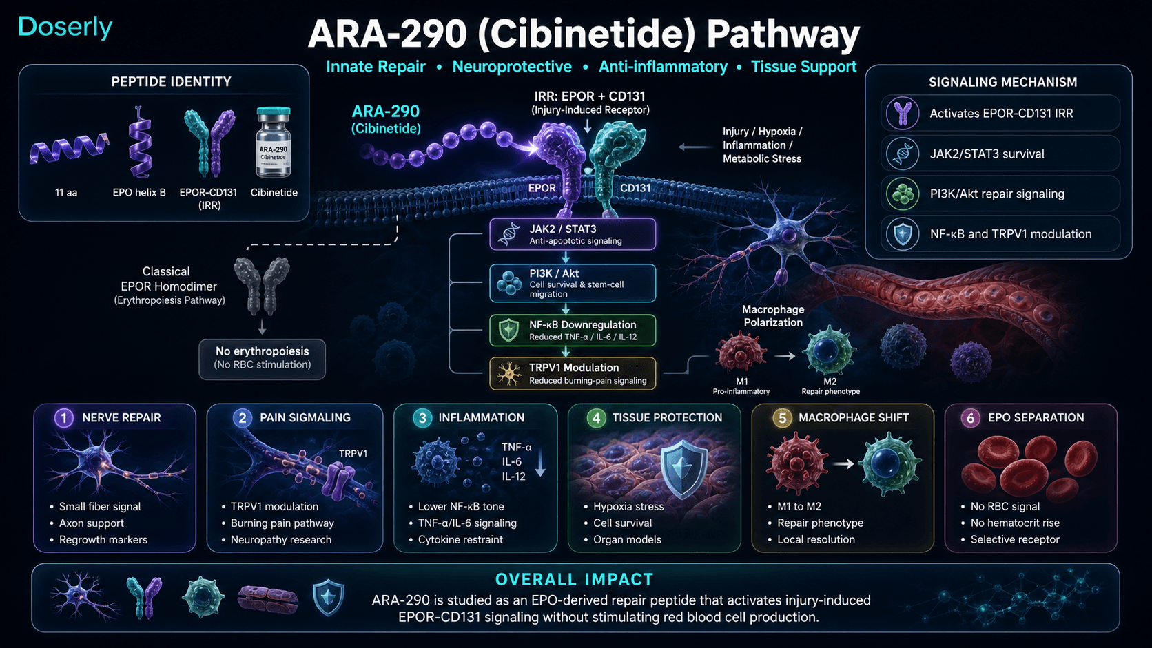 ARA-290 Cibinetide pathway infographic showing EPOR-CD131 innate repair receptor activation, JAK2 STAT3 survival signaling, PI3K Akt repair signaling, NF-kB and TRPV1 modulation, macrophage polarization, nerve repair, and separation from erythropoiesis.