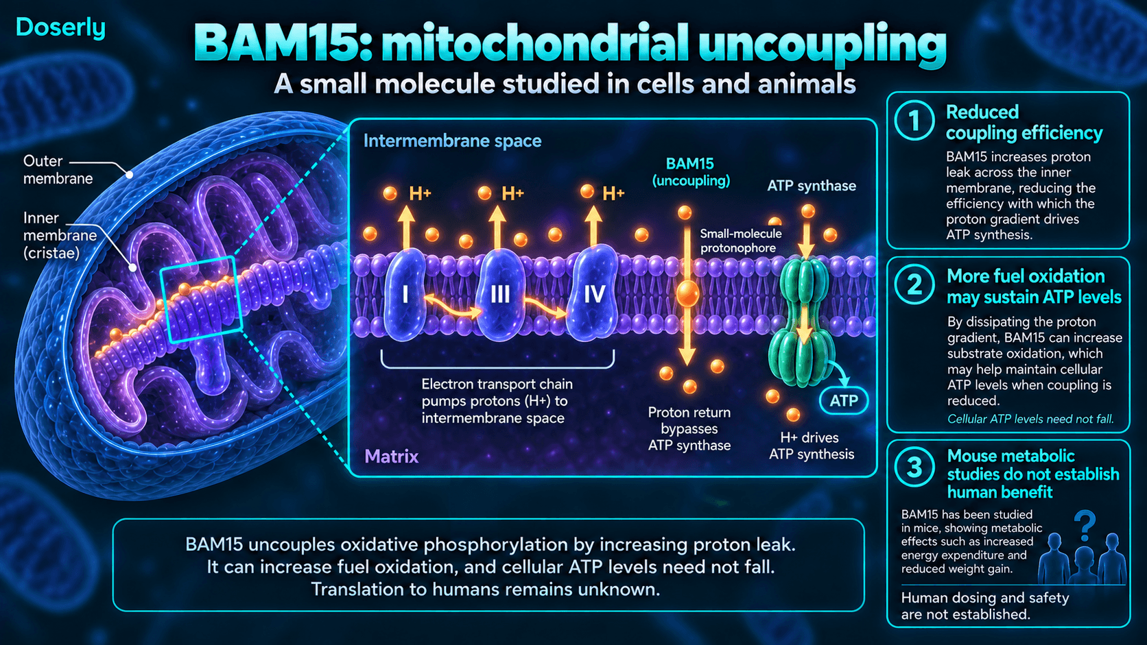 Transport de protons par le BAM15 à travers la membrane interne mitochondriale en contournant l’ATP synthase, et limites des données précliniques.