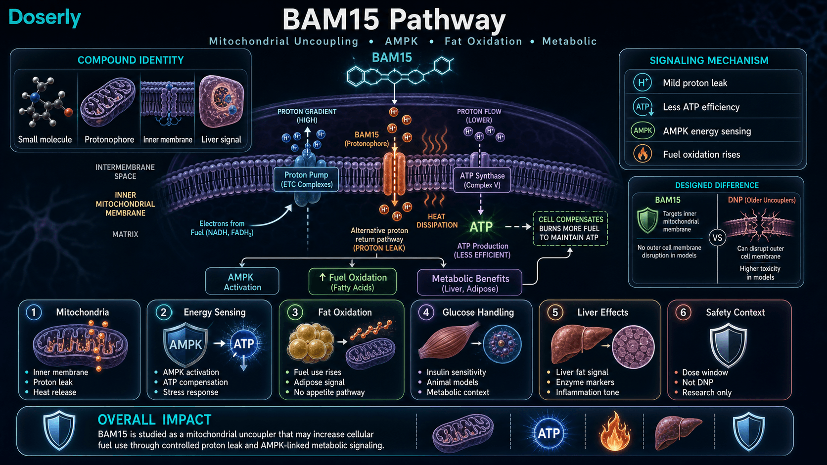 BAM15 pathway infographic showing mitochondrial inner membrane proton leak, ATP efficiency changes, AMPK energy sensing, fat oxidation, glucose handling, liver metabolic effects, and safety context.