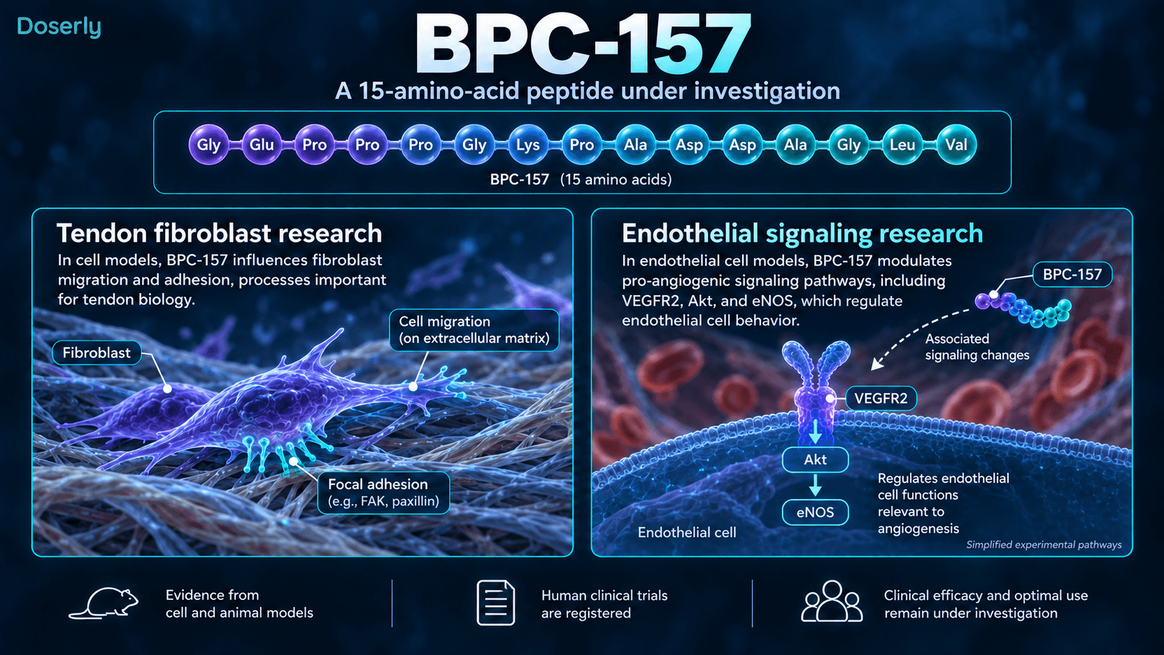 Schéma du BPC-157 montrant les voies expérimentales des fibroblastes tendineux et de la signalisation endothéliale.