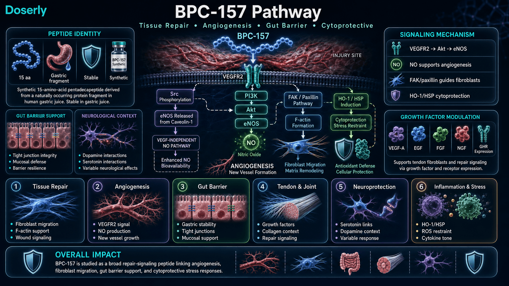BPC-157 pathway infographic showing VEGFR2 Akt eNOS nitric oxide signaling, angiogenesis, FAK paxillin fibroblast migration, gut barrier support, tendon and joint repair signaling, neuroprotective context, and cytoprotective stress responses.