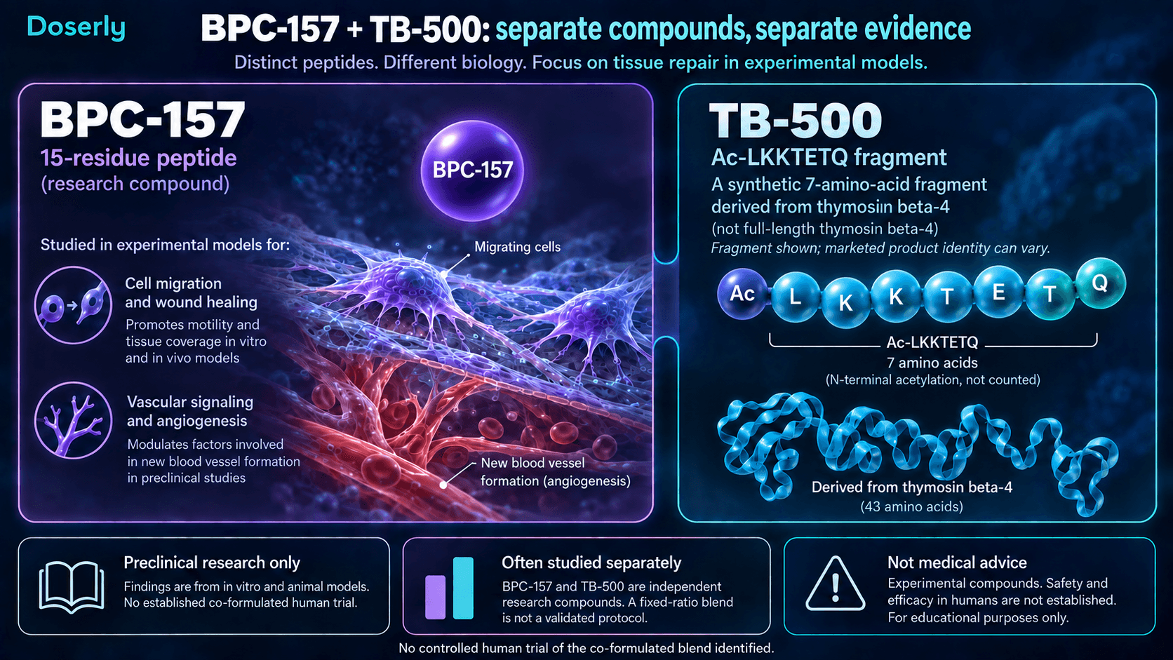 Recherches distinctes sur le BPC-157 et le fragment TB-500 acétylé, avec leur identité et l’absence d’essais humains contrôlés sur le mélange.