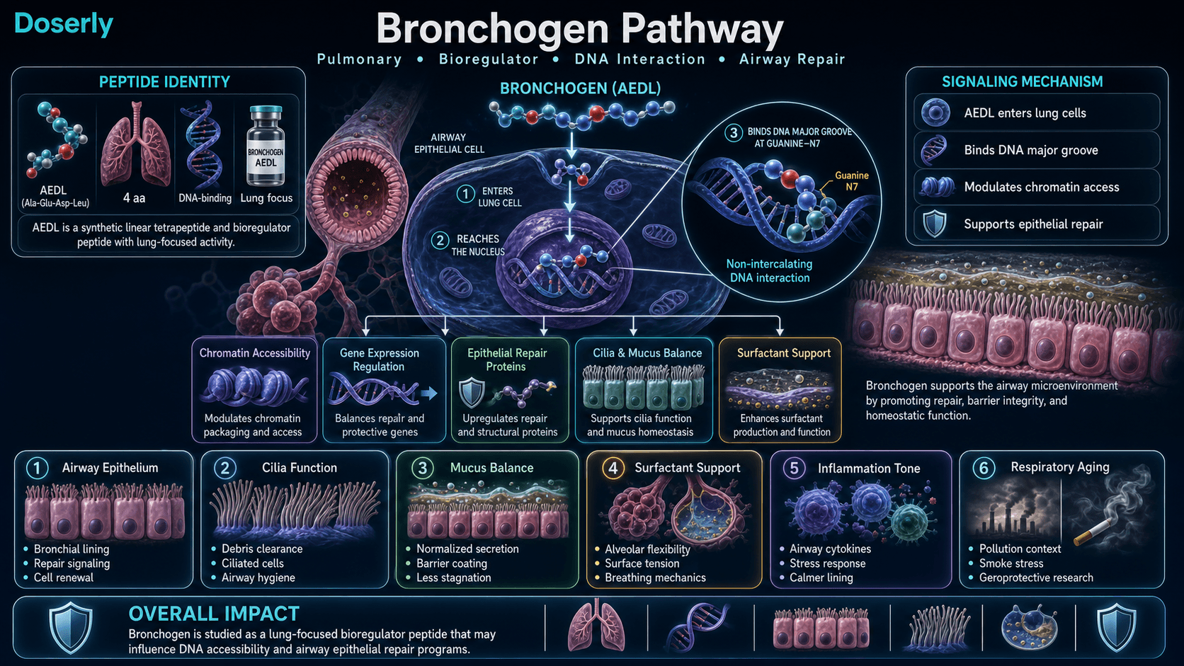 Bronchogen pathway infographic showing AEDL tetrapeptide identity, bronchial epithelial cell entry, DNA major groove interaction, chromatin accessibility, airway epithelium repair, cilia function, mucus balance, surfactant support, and respiratory aging context.