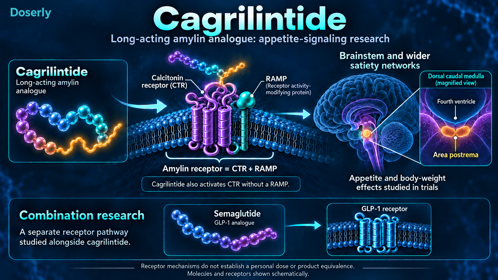 Le cagrilintide agit sur les systèmes récepteurs de la calcitonine et de l’amyline, avec une signalisation de satiété dans le tronc cérébral et une voie distincte pour le sémaglutide.