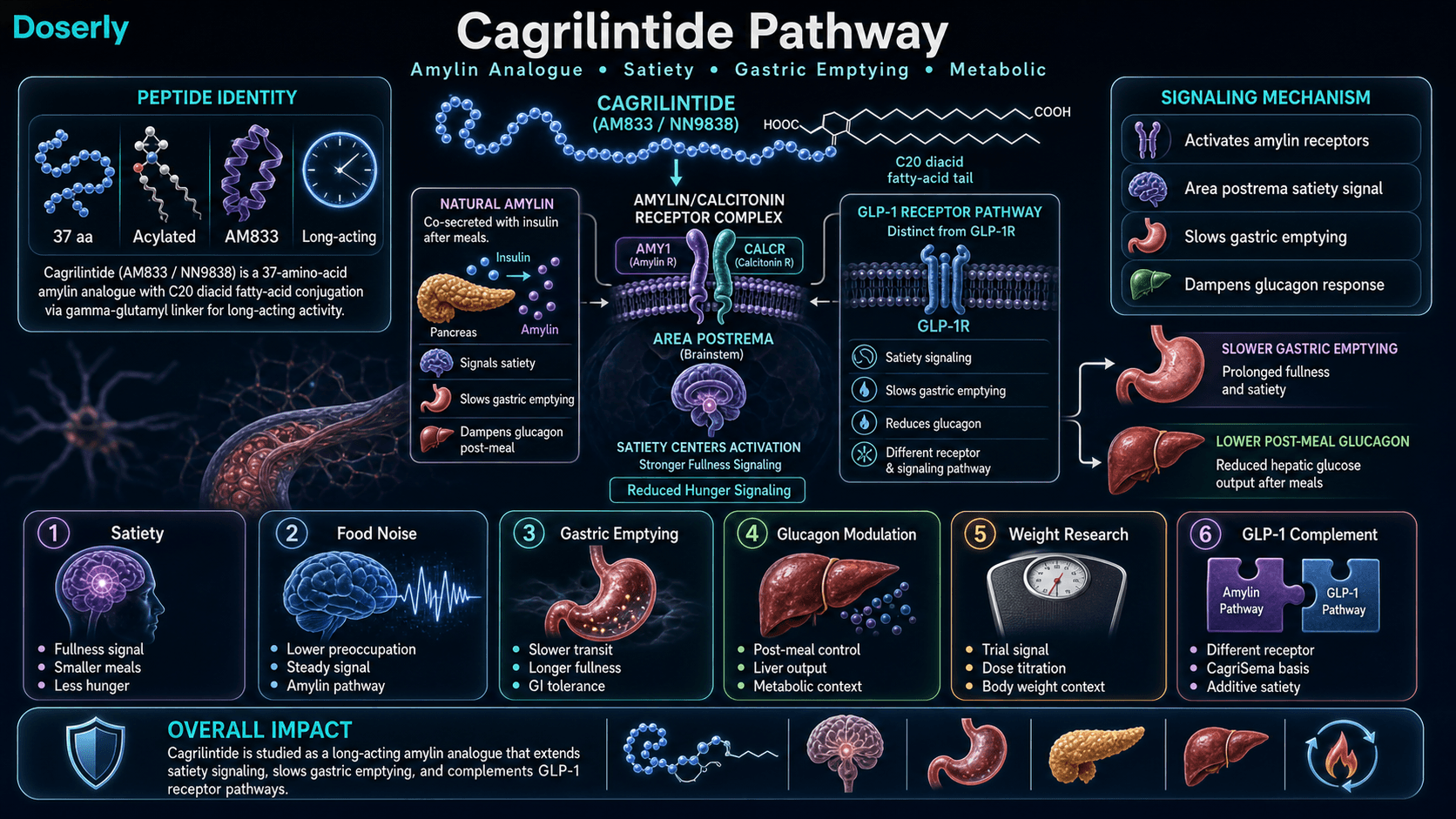 Cagrilintide pathway infographic showing long-acting acylated amylin analogue identity, amylin receptor activation in the area postrema, satiety signaling, reduced food preoccupation, slower gastric emptying, glucagon modulation, and GLP-1 complementarity.