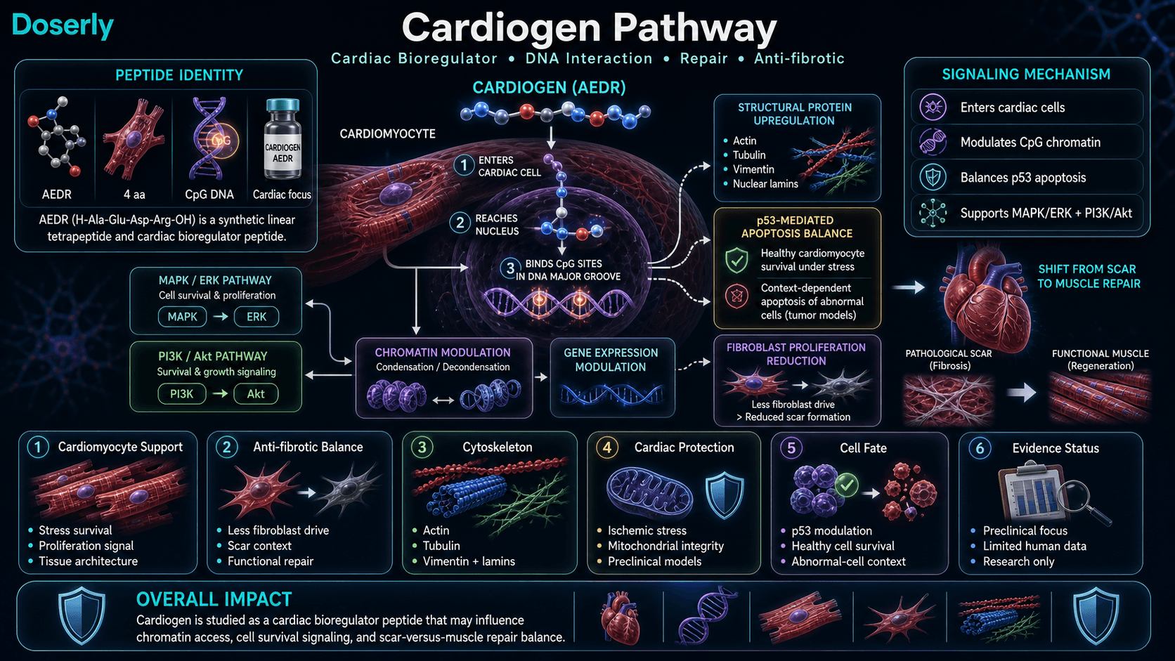 Cardiogen pathway infographic showing AEDR cardiac bioregulator identity, cardiomyocyte nuclear entry, CpG chromatin modulation, p53 apoptosis balance, MAPK ERK and PI3K Akt signaling, cardiomyocyte support, fibroblast and scar balance, and evidence status.