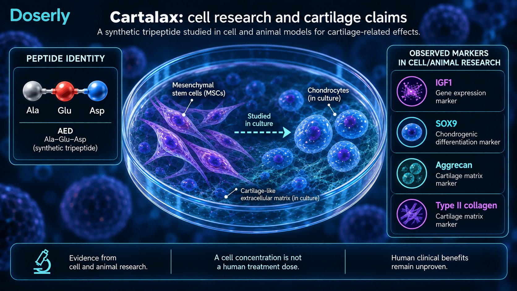Tripeptide Cartalax et recherche sur la différenciation des cellules cartilagineuses dans des modèles cellulaires.