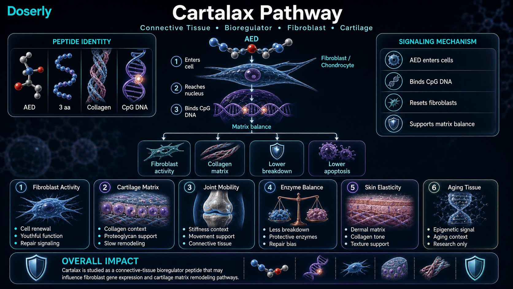 Cartalax pathway infographic showing AED tripeptide identity, fibroblast and chondrocyte nuclear entry, CpG DNA interaction, fibroblast activity, collagen matrix balance, reduced matrix breakdown, reduced apoptosis signaling, joint mobility, skin elasticity, and aging tissue context.