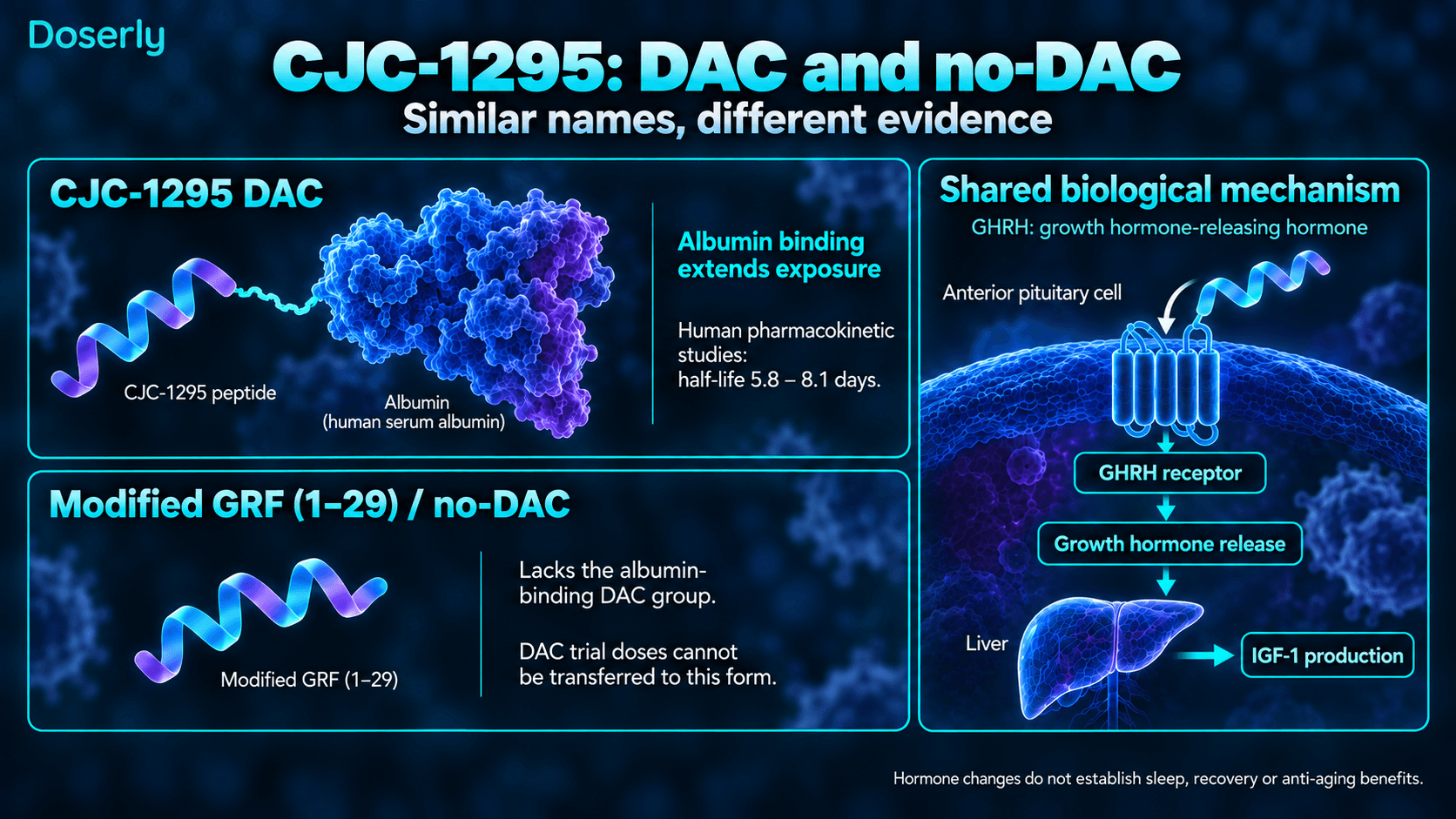 Liaison du CJC-1295 DAC à l’albumine comparée à la forme sans DAC, et voie hypophyse–hormone de croissance–IGF-1 hépatique.