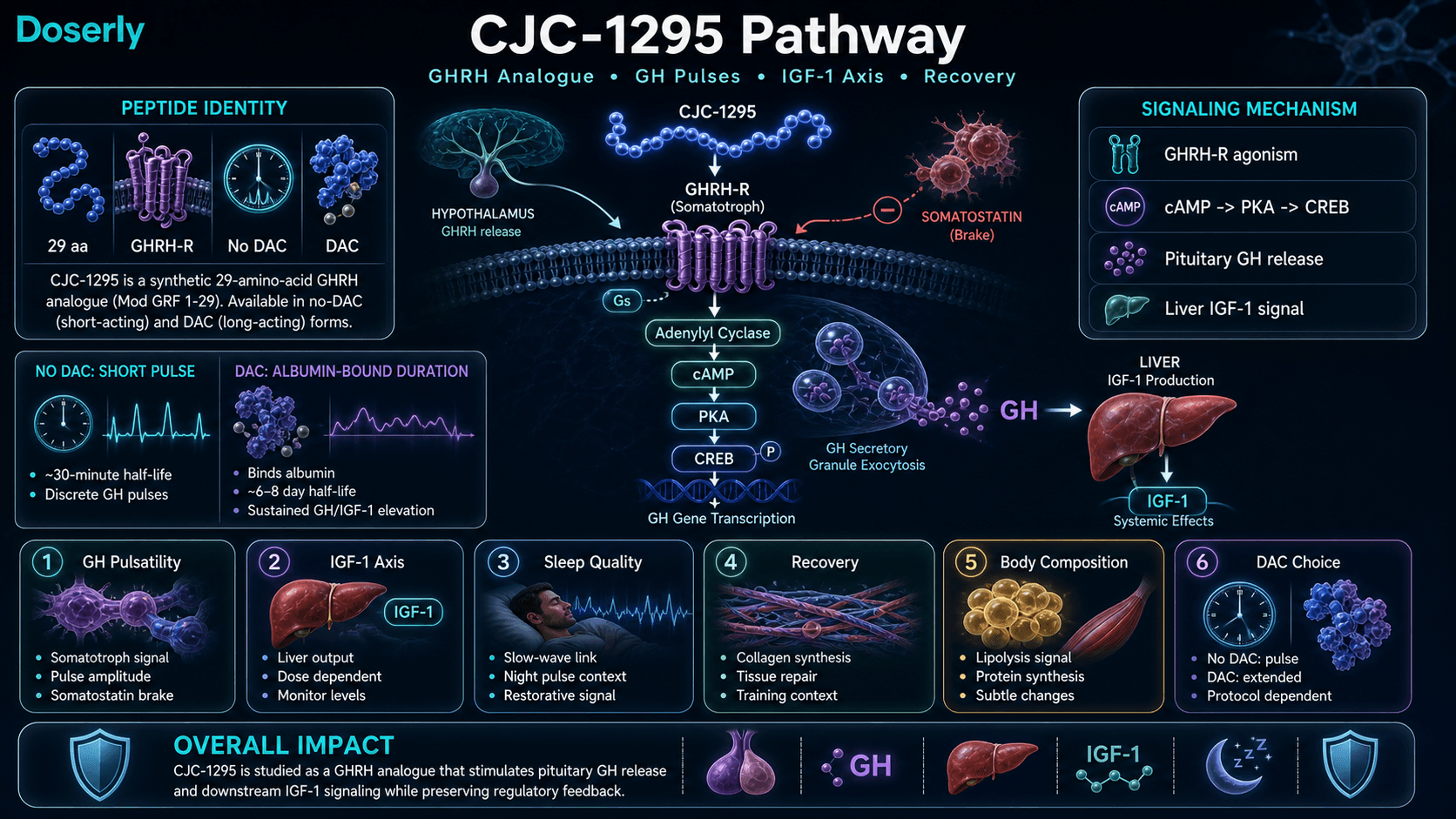 CJC-1295 pathway infographic showing GHRH receptor agonism on pituitary somatotrophs, Gs adenylyl cyclase cAMP PKA CREB signaling, growth hormone release, liver IGF-1 production, somatostatin feedback, no-DAC pulse duration, and DAC albumin-bound extended signaling.