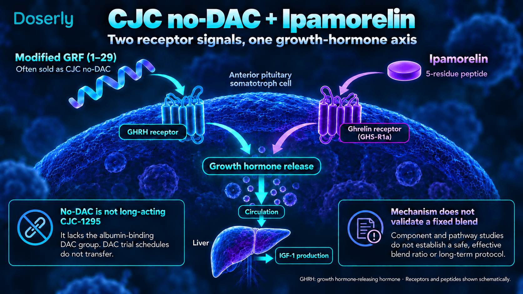 Activation distincte des récepteurs GHRH et de la ghréline pour la libération d’hormone de croissance, et limites des données sur le mélange CJC sans DAC–ipamoréline.