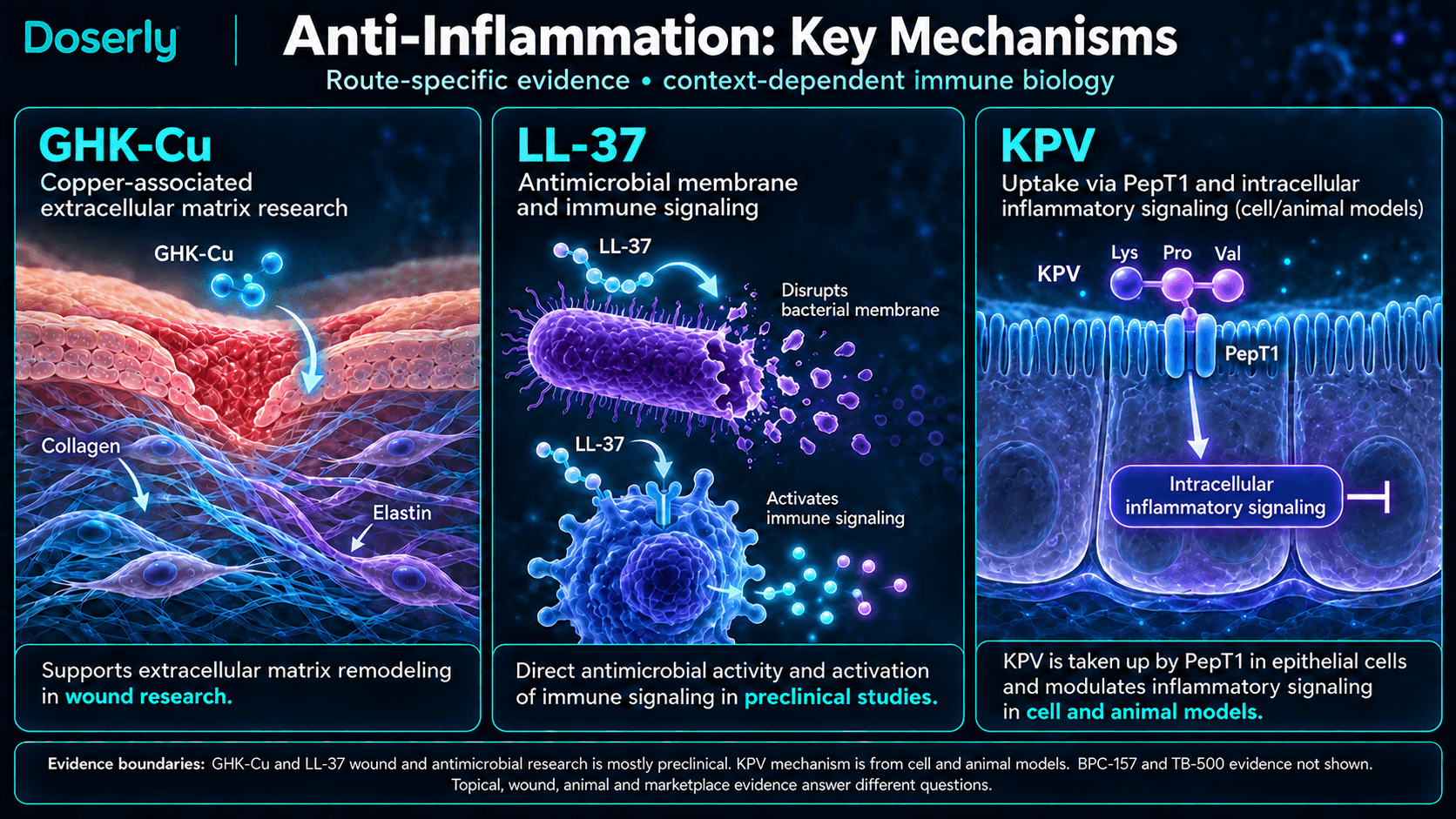 Mécanismes de recherche distincts sur la matrice extracellulaire avec le GHK-Cu, l’activité antimicrobienne du LL-37 et la signalisation inflammatoire intracellulaire du KPV.