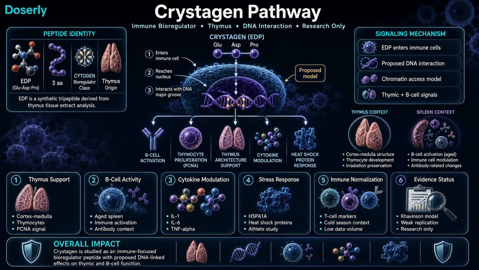 Crystagen pathway infographic showing EDP tripeptide identity, proposed immune-cell DNA interaction, chromatin access model, thymus support, B-cell activity, cytokine modulation, heat shock protein response, immune normalization context, and evidence-status caveat.