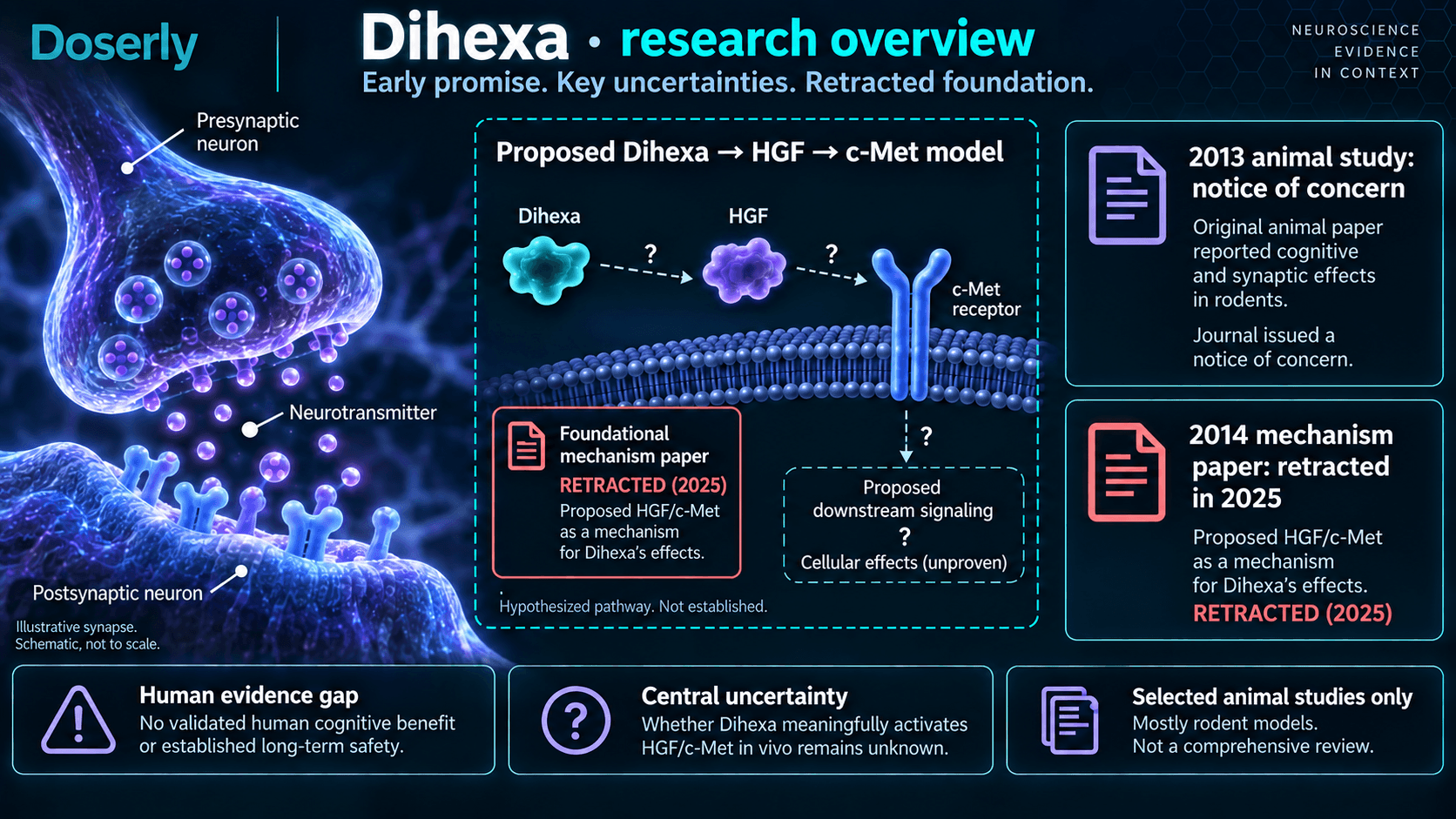 Illustration d’une synapse et de la voie HGF–c-Met proposée pour le Dihexa, avec l’article mécanistique rétracté et la pertinence humaine incertaine.