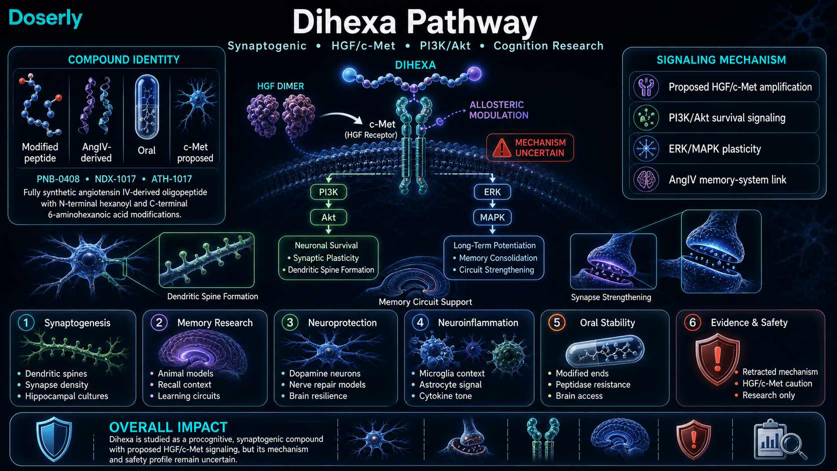 Dihexa pathway infographic showing modified AngIV-derived peptide identity, proposed HGF c-Met amplification, PI3K Akt survival signaling, ERK MAPK plasticity, AngIV memory-system link, dendritic spine formation, synaptogenesis, neuroprotection, neuroinflammation context, oral stability, and evidence and safety caveats.