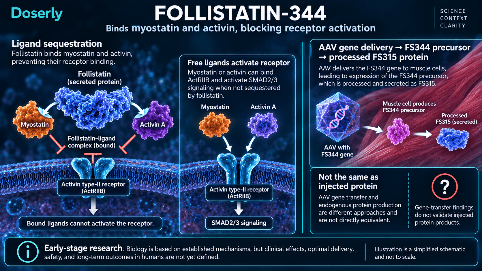 Liaison des ligands par la follistatine et recherche sur le transfert du gène FS344, avec transformation en FS315 et distinction des protéines injectées.