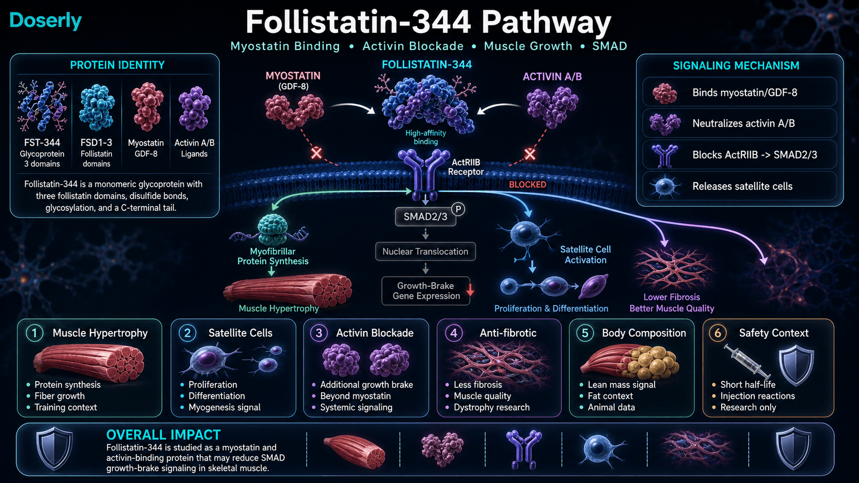 Follistatin-344 pathway infographic showing follistatin protein identity, myostatin GDF-8 binding, activin A and B neutralization, ActRIIB receptor blockade, reduced SMAD2 and SMAD3 signaling, satellite cell activation, muscle hypertrophy, anti-fibrotic effects, body composition context, and safety considerations.