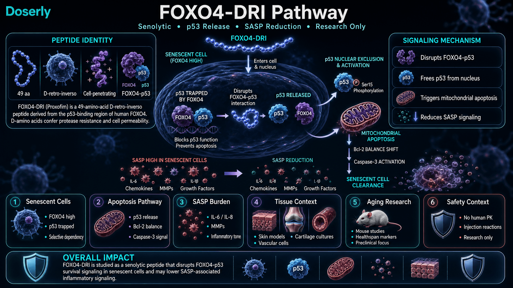 FOXO4-DRI pathway infographic showing D-retro-inverso cell-penetrating peptide identity, senescent cell FOXO4-p53 disruption, p53 nuclear release, mitochondrial apoptosis through Bcl-2 and Caspase-3 signaling, SASP reduction, tissue research contexts, aging research, and safety limitations.