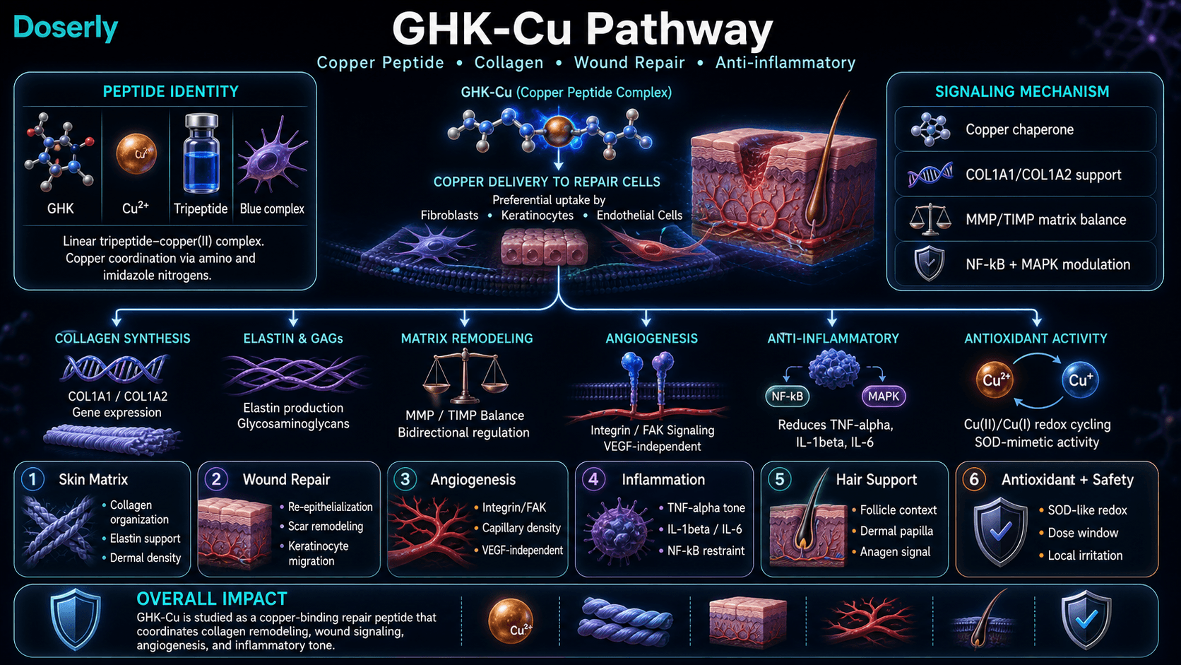 GHK-Cu pathway infographic showing copper-binding tripeptide identity, copper chaperone activity, COL1A1 and COL1A2 collagen support, elastin and glycosaminoglycan matrix effects, MMP and TIMP remodeling balance, integrin FAK angiogenesis, NF-kB and MAPK inflammatory modulation, SOD-like antioxidant redox, skin matrix, wound repair, hair support, and safety context.