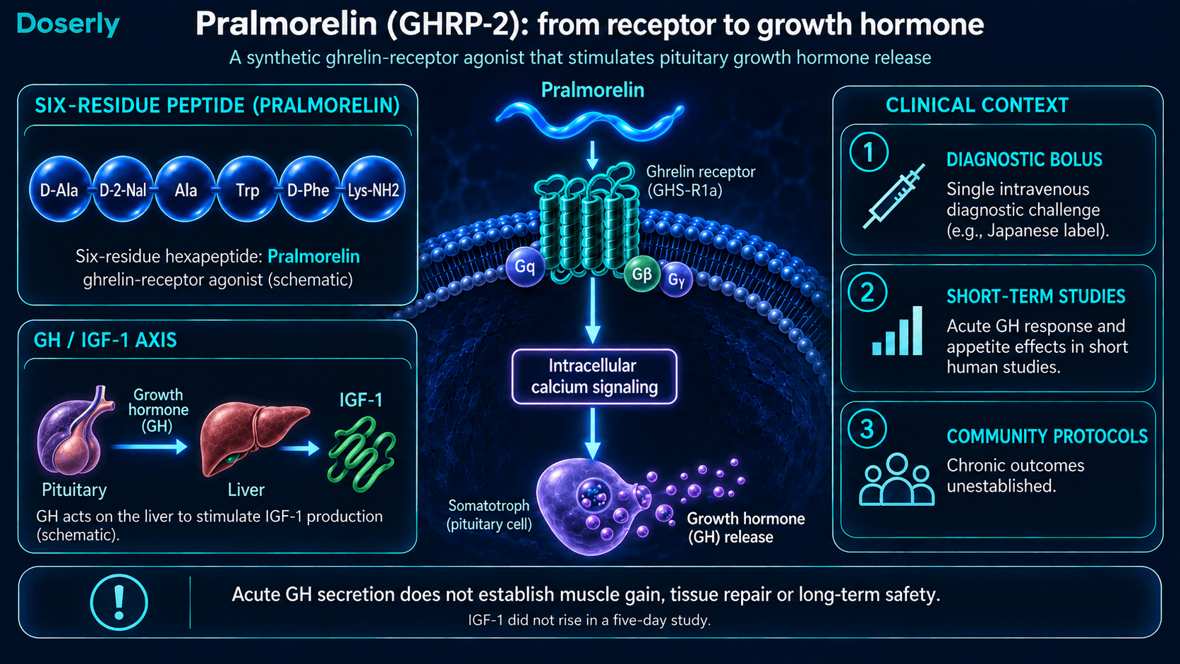 Signalisation du GHRP-2 par le récepteur de la ghréline vers la libération hypophysaire d’hormone de croissance, avec contexte clinique.