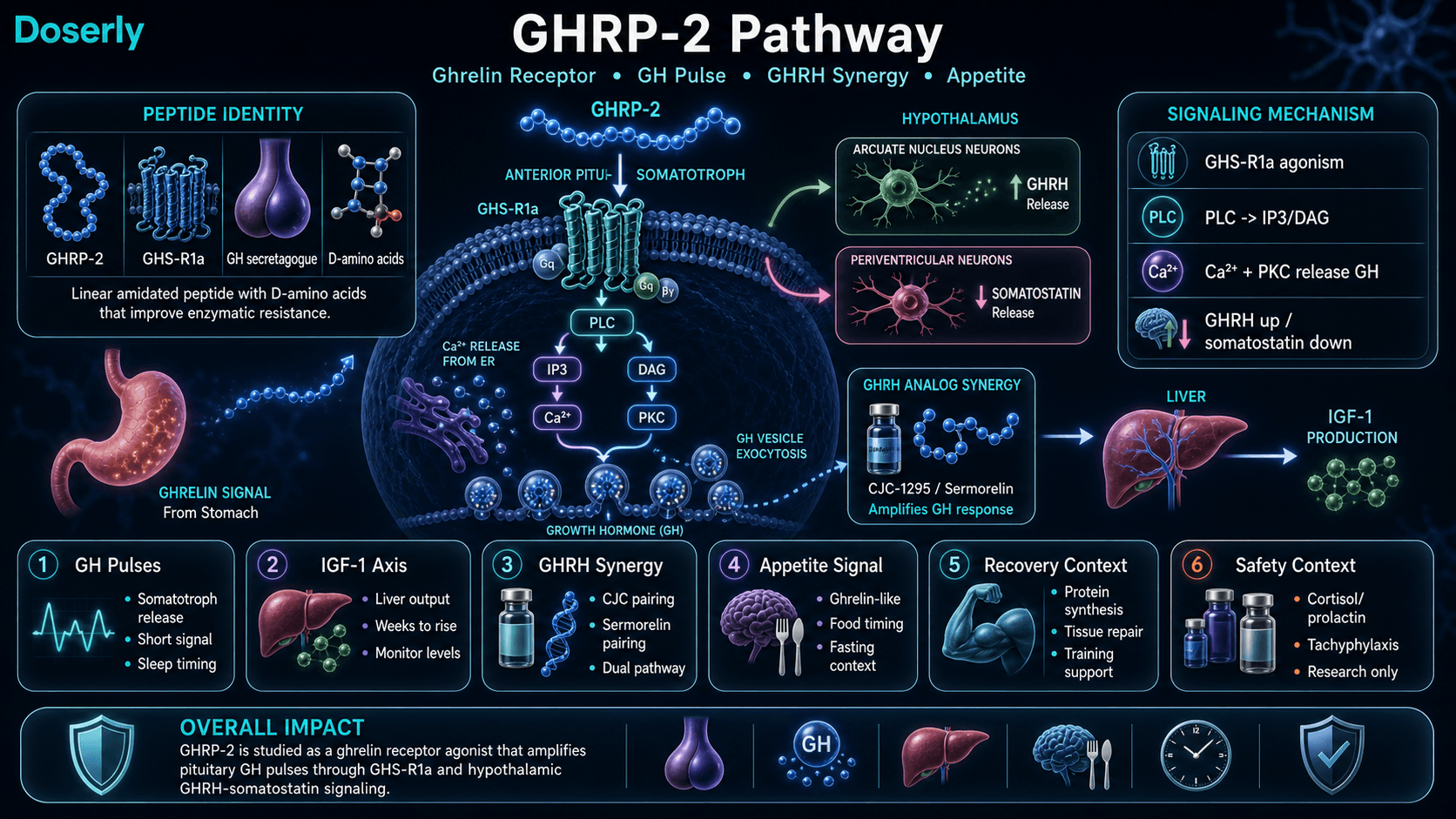 GHRP-2 pathway infographic showing GHS-R1a ghrelin receptor agonism, PLC IP3 DAG signaling, calcium and PKC-driven growth hormone vesicle release, hypothalamic GHRH increase and somatostatin suppression, liver IGF-1 signaling, appetite effects, GHRH analog synergy, recovery context, cortisol and prolactin context, and tachyphylaxis.