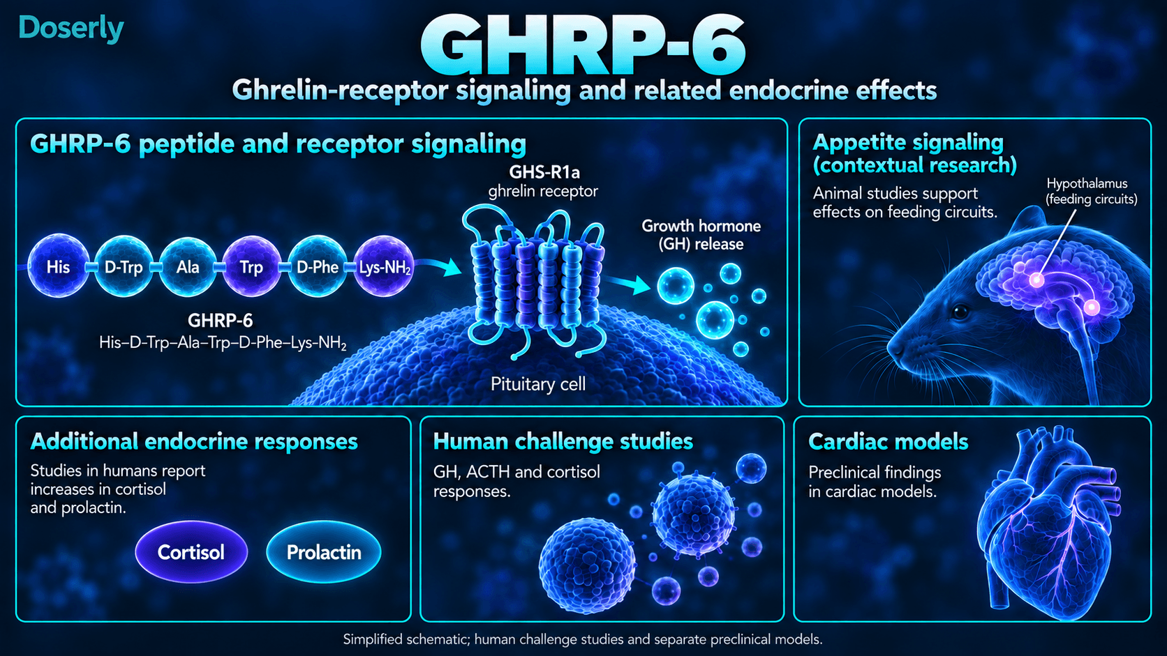 Peptide GHRP-6, signalisation du récepteur de la ghréline et résultats distincts des recherches endocriniennes humaines et animales.