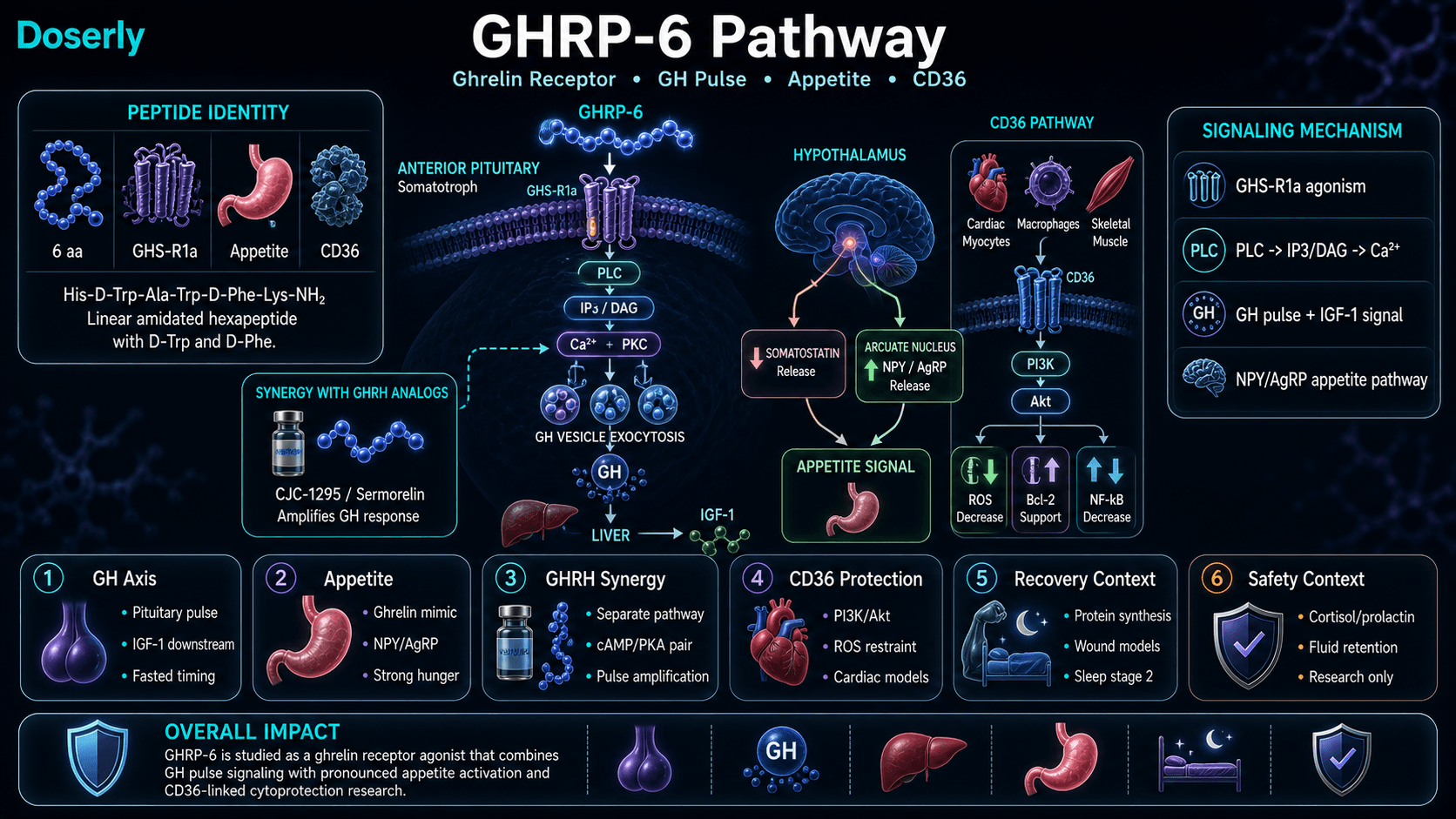 GHRP-6 pathway infographic showing GHS-R1a ghrelin receptor agonism, PLC IP3 DAG calcium and PKC signaling, pituitary growth hormone vesicle release, liver IGF-1 signaling, hypothalamic NPY and AgRP appetite activation, somatostatin suppression, GHRH synergy, CD36 PI3K Akt cytoprotection, ROS restraint, and safety context.