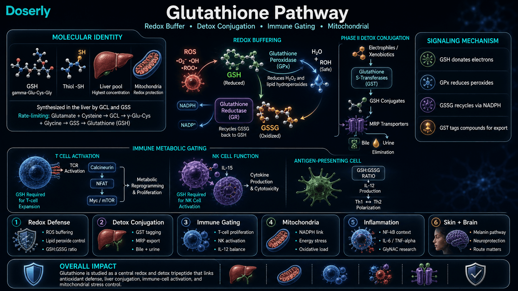 Glutathione pathway infographic showing GSH gamma-Glu-Cys-Gly identity, cysteine thiol redox buffering, glutathione peroxidase peroxide reduction, GSSG recycling through glutathione reductase and NADPH, GST detox conjugation, MRP export, T-cell and NK-cell immune metabolic gating, mitochondrial oxidative stress, inflammation context, and skin and brain pathways.