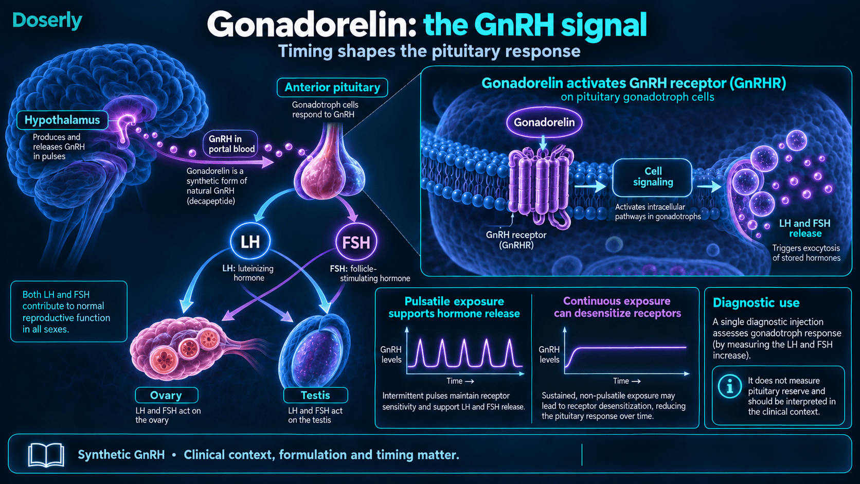 Signalisation de la gonadoréline dans l’axe hypothalamo-hypophyso-gonadique, avec comparaison de l’exposition pulsatile et continue.