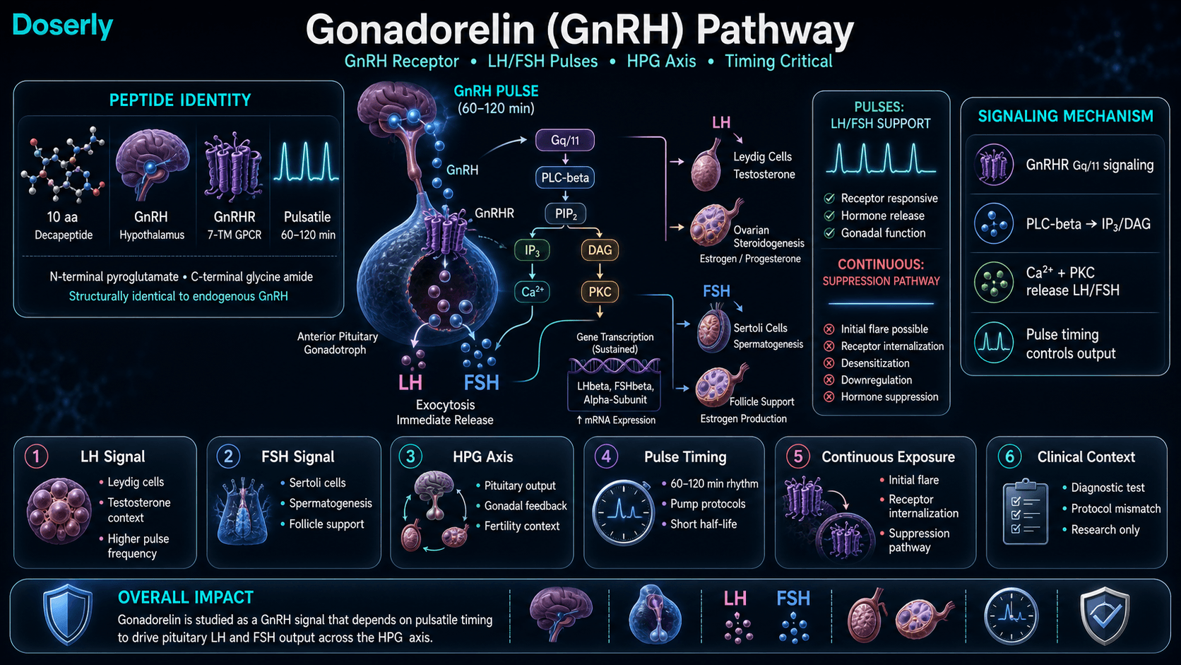 Gonadorelin GnRH pathway infographic showing decapeptide identity, pulsatile hypothalamic GnRH signaling, GnRH receptor Gq/11 activation, PLC-beta IP3 DAG calcium and PKC signaling, pituitary LH and FSH release, downstream HPG axis gonadal signaling, pulse-frequency effects, continuous exposure receptor downregulation, and protocol timing context.