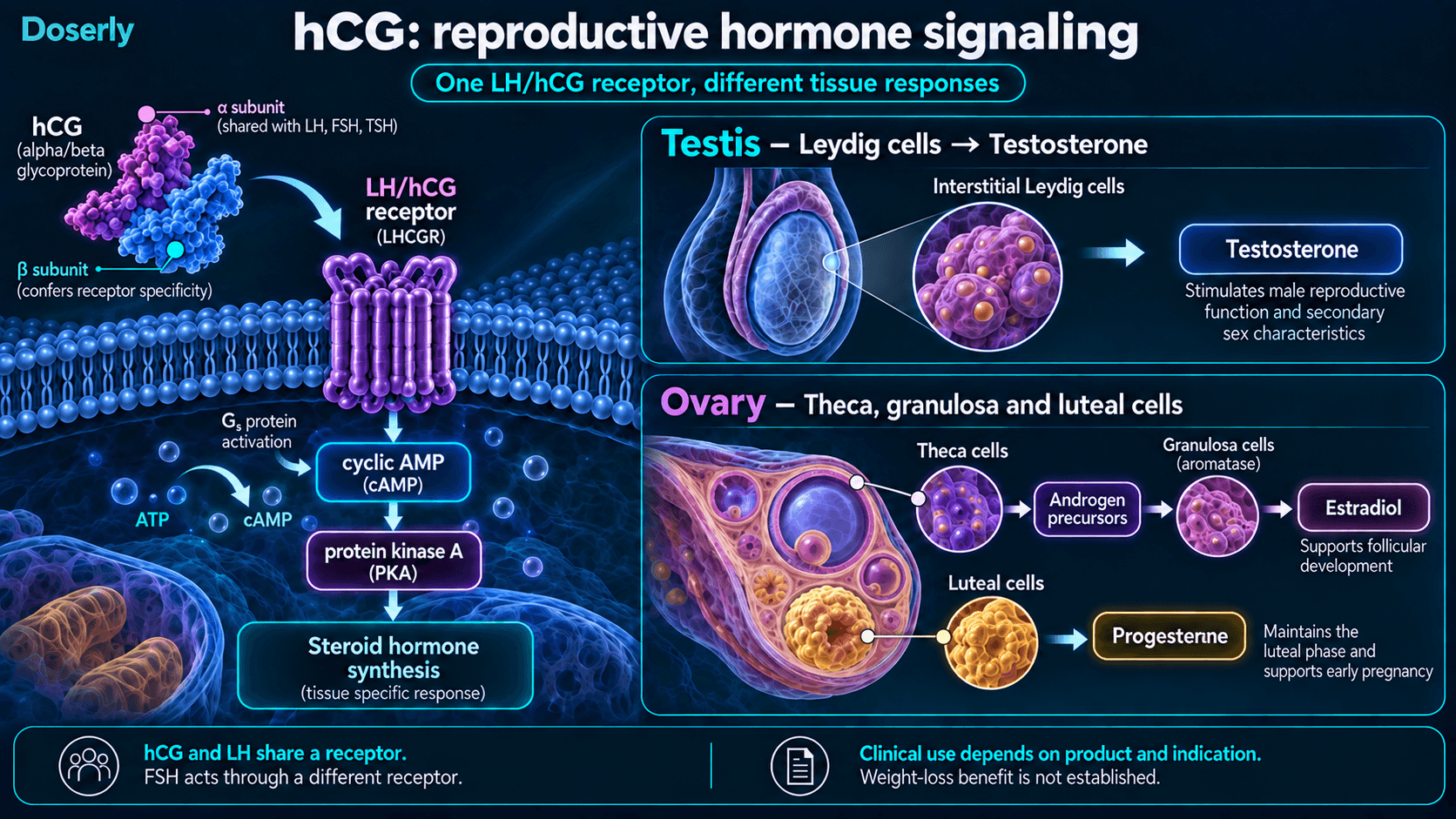 Signalisation du récepteur de l’hCG et voies de production des stéroïdes dans les cellules de Leydig, les cellules ovariennes de la thèque et de la granulosa, et les cellules lutéales.