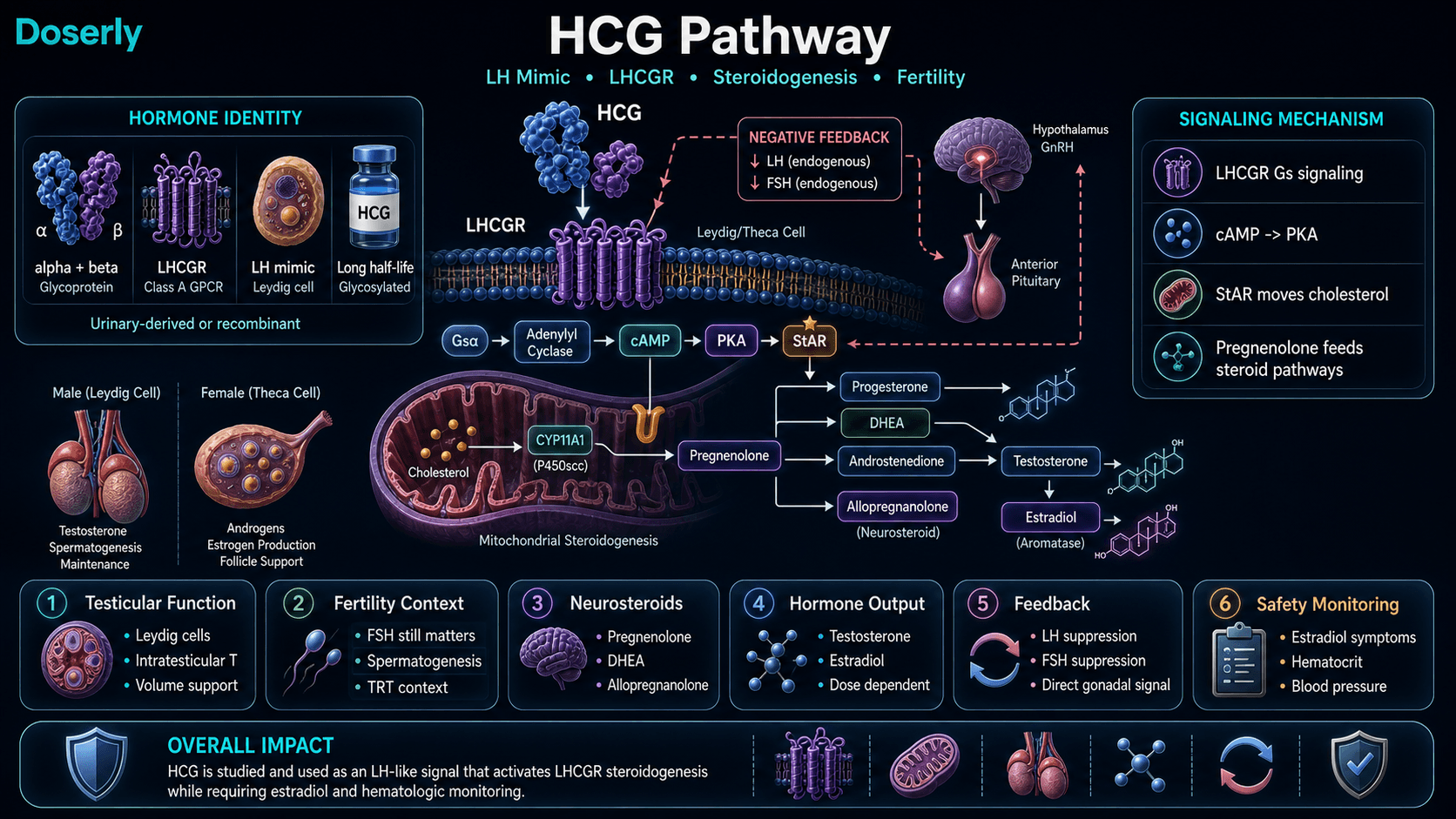 HCG pathway infographic showing alpha and beta glycoprotein hormone identity, LHCG receptor binding, Gs adenylyl cyclase cAMP and PKA signaling, StAR cholesterol transport, CYP11A1 pregnenolone production, testosterone, DHEA, progesterone, allopregnanolone and estradiol steroid pathways, endogenous LH and FSH feedback suppression, fertility context, and estradiol hematocrit blood pressure monitoring.
