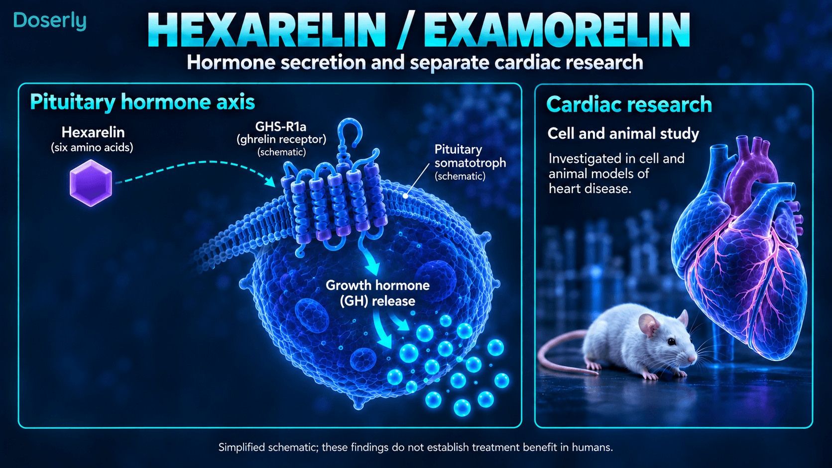 Signalisation de l’hexaréline vers la libération hypophysaire d’hormone de croissance, distincte de la recherche cardiaque expérimentale.