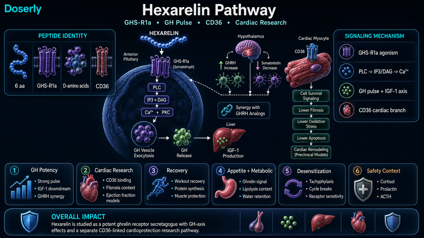 Hexarelin pathway infographic showing GHS-R1a ghrelin receptor agonism, PLC IP3 DAG calcium and PKC signaling, pituitary growth hormone exocytosis, liver IGF-1 signaling, hypothalamic GHRH increase and somatostatin suppression, CD36 cardiac cell survival signaling, lower fibrosis oxidative stress and apoptosis context, recovery, appetite, desensitization, and cortisol prolactin ACTH safety considerations.