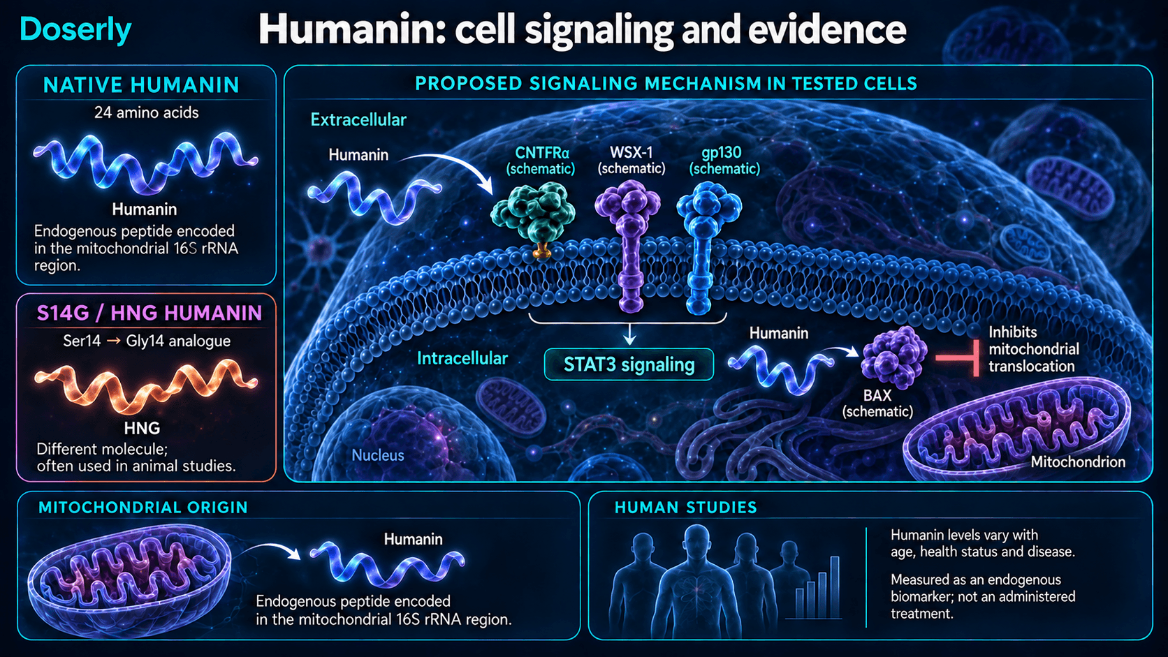 Voies du récepteur de l’humanine et de BAX intracellulaire, distinguant l’humanine native de l’analogue HNG.