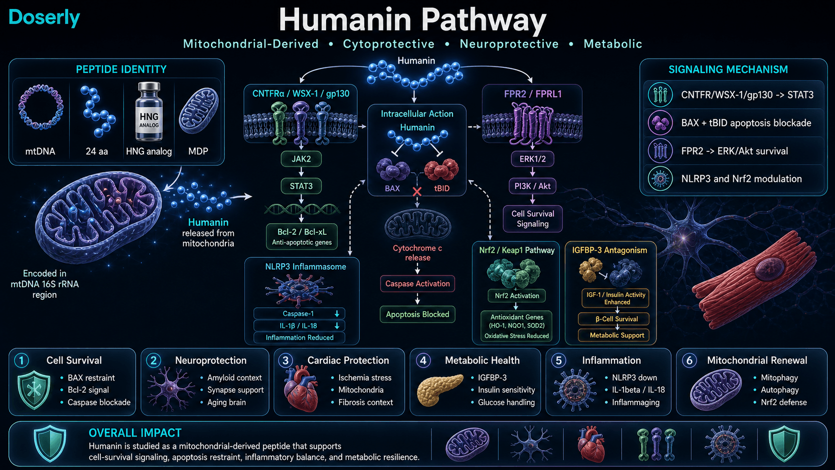 Humanin pathway infographic showing mitochondrial-derived peptide identity, CNTFR-alpha WSX-1 gp130 JAK2 STAT3 signaling, Bcl-2 and Bcl-xL cell survival genes, BAX and tBID apoptosis blockade, FPR2 ERK Akt survival signaling, IGFBP-3 metabolic branch, NLRP3 inflammasome reduction, Nrf2 antioxidant response, neuroprotection, cardiac protection, insulin sensitivity, inflammation balance, and mitophagy.