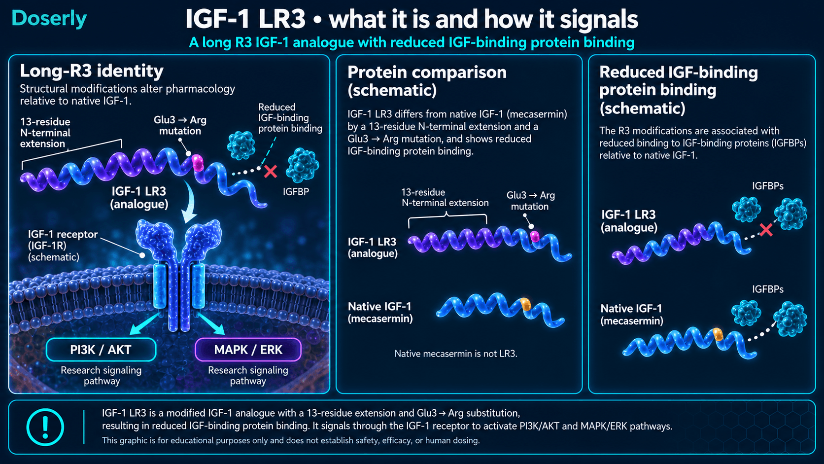 Modifications de l’IGF-1 LR3, affinité réduite pour les protéines de liaison et signalisation du récepteur, distinctes de la mécasermine.