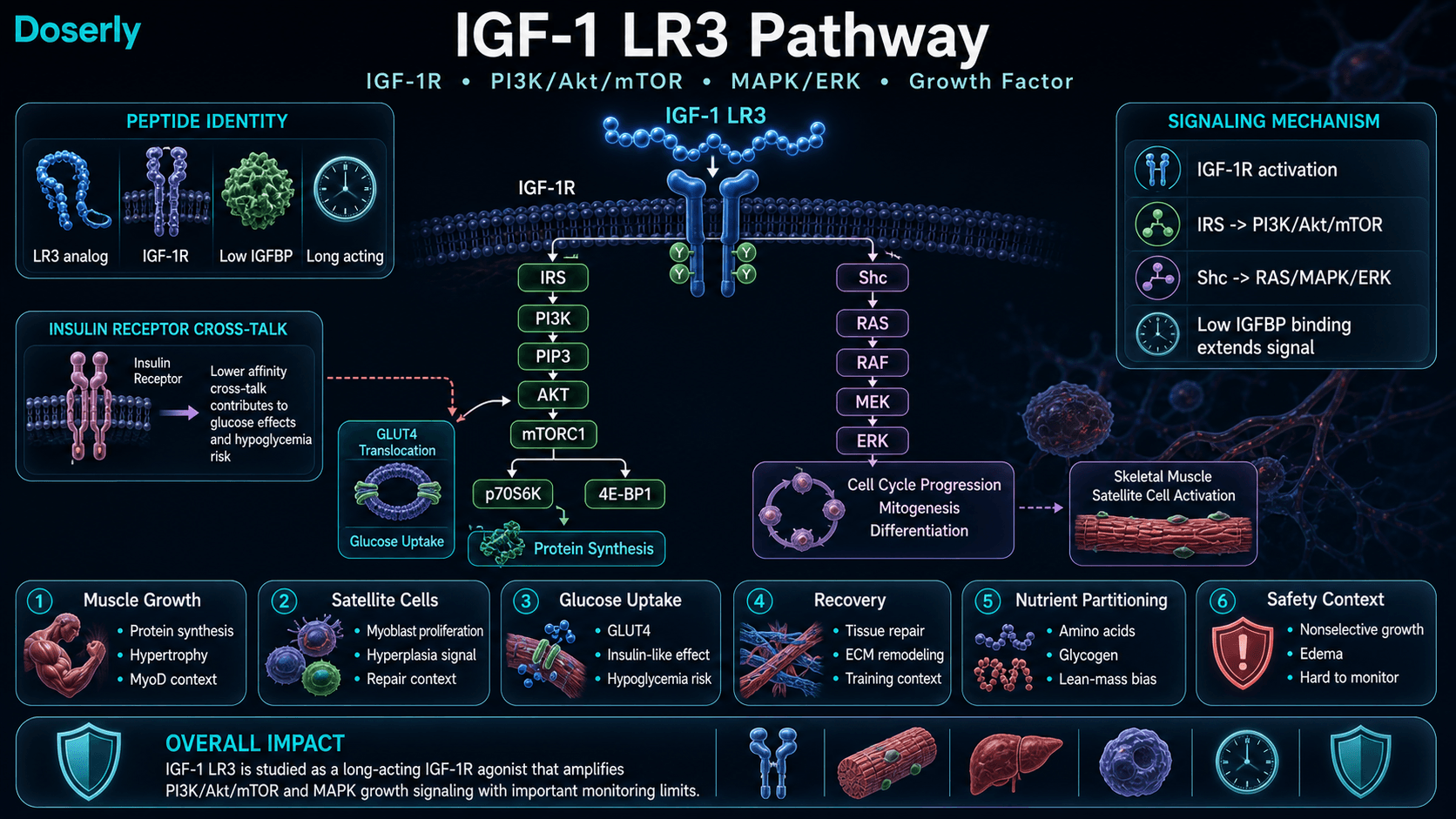 IGF-1 LR3 pathway infographic showing long-acting IGF-1 receptor agonist identity, low IGFBP binding, IGF-1R activation, IRS PI3K PIP3 AKT mTORC1 signaling, Shc RAS RAF MEK ERK signaling, protein synthesis, GLUT4 glucose uptake, satellite cell activation, myoblast proliferation, recovery and nutrient partitioning context, and safety limitations including nonselective growth, edema, hypoglycemia risk, and monitoring limits.