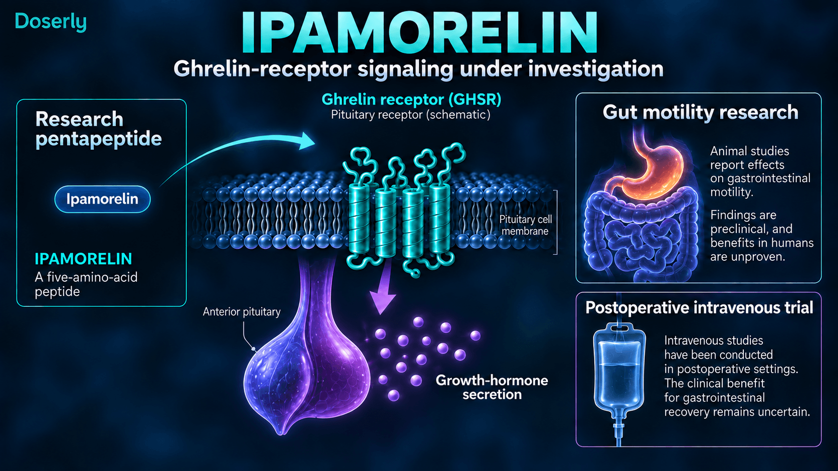 Signalisation de l’ipamoréline liée à l’hormone de croissance et recherche expérimentale distincte sur la motilité digestive.