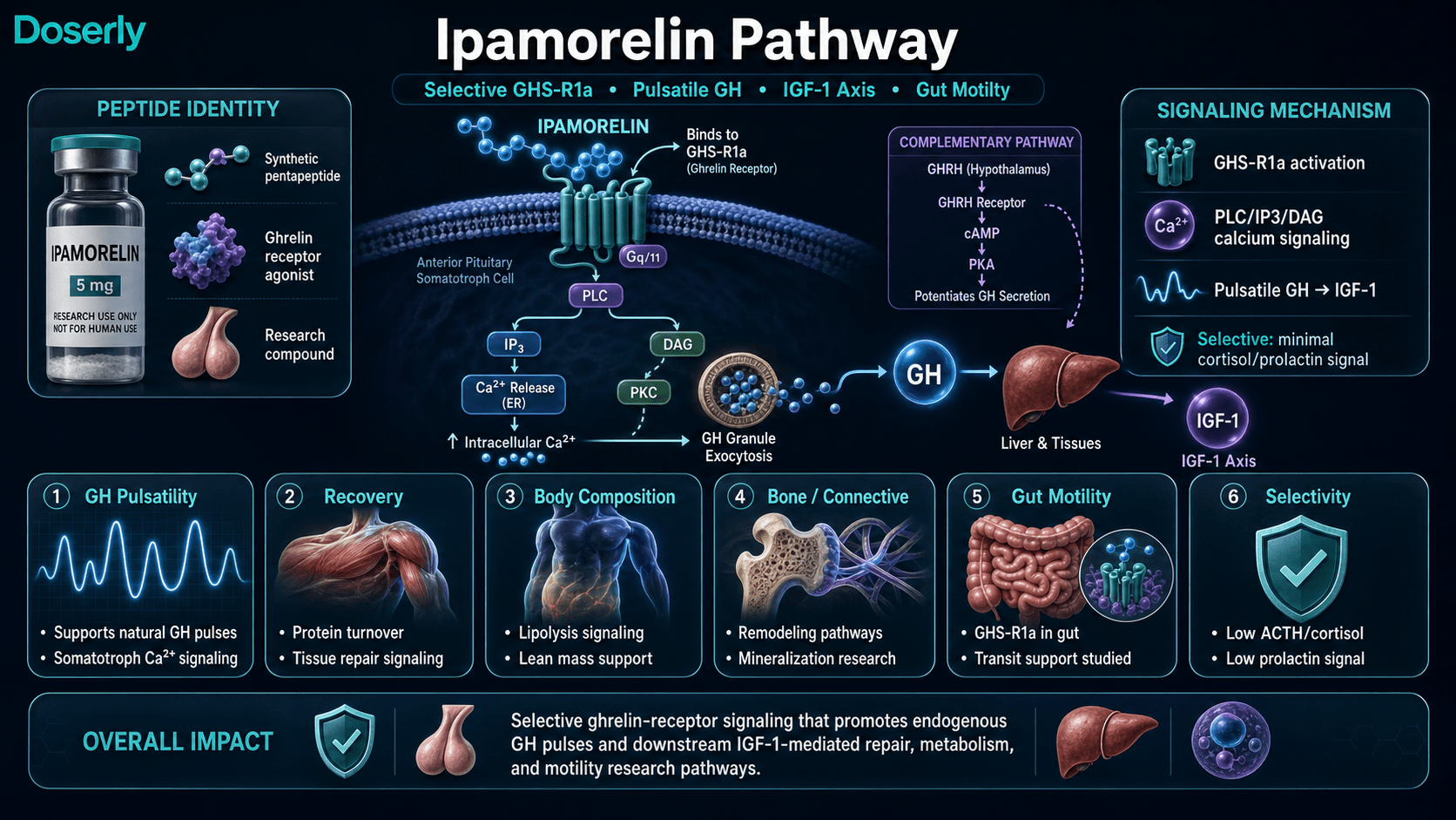 Ipamorelin pathway infographic showing synthetic pentapeptide identity, selective GHS-R1a ghrelin receptor binding on anterior pituitary somatotroph cells, Gq PLC IP3 DAG calcium signaling, pulsatile growth hormone granule release, downstream GH to liver IGF-1 axis activity, complementary GHRH cAMP signaling, and research themes including recovery, body composition, bone remodeling, gut motility, and reduced cortisol and prolactin signaling compared with older growth hormone secretagogues.