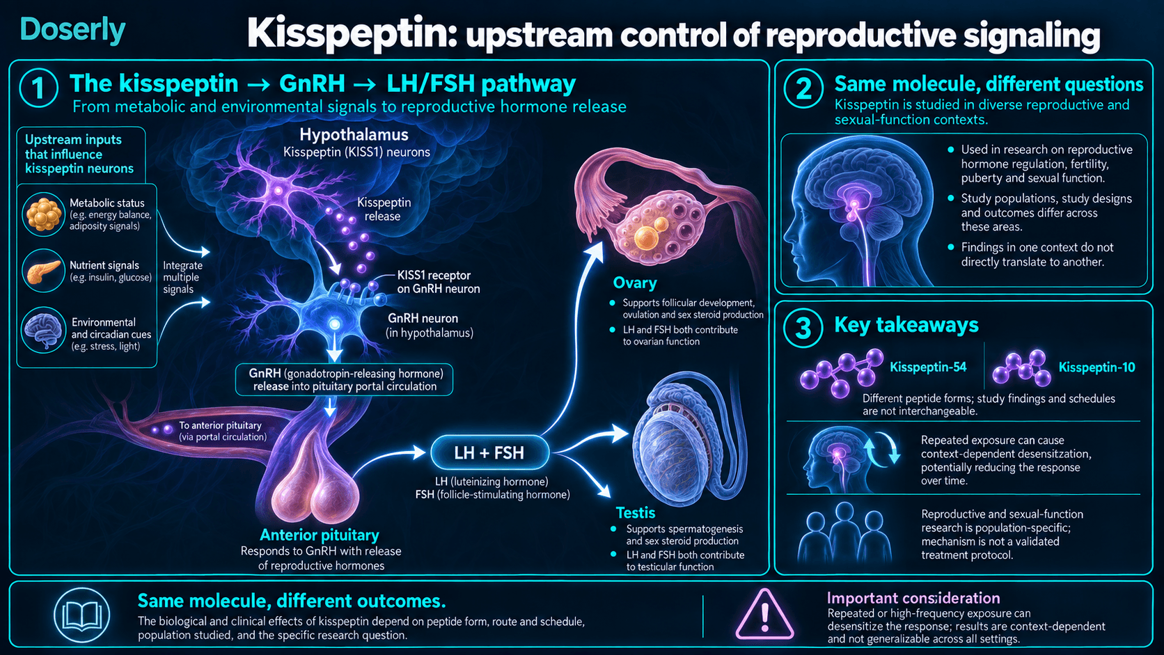 La kisspeptine agit via les neurones à GnRH puis la LH et la FSH hypophysaires sur les gonades, avec distinction des formes peptidiques et des contextes de recherche.