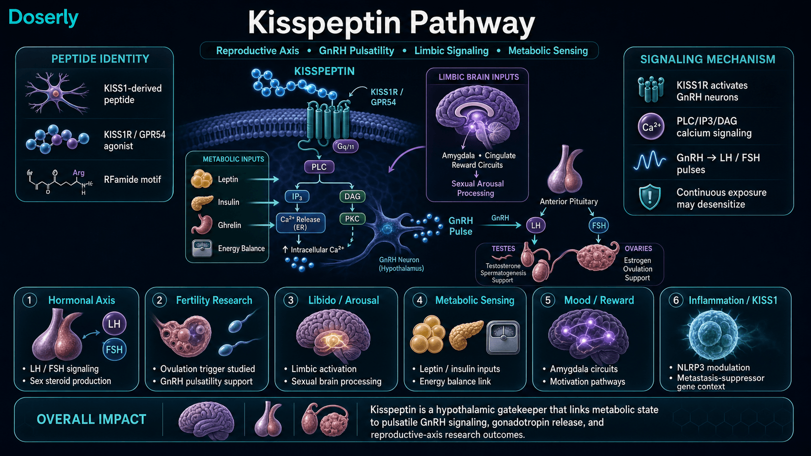 Kisspeptin pathway infographic showing KISS1-derived peptide identity, KISS1R GPR54 activation on hypothalamic GnRH neurons, Gq PLC IP3 DAG calcium signaling, pulsatile GnRH release, pituitary LH and FSH signaling, downstream ovarian and testicular sex steroid production, limbic sexual arousal and reward processing, metabolic inputs from leptin insulin and ghrelin, and receptor desensitization with continuous exposure.